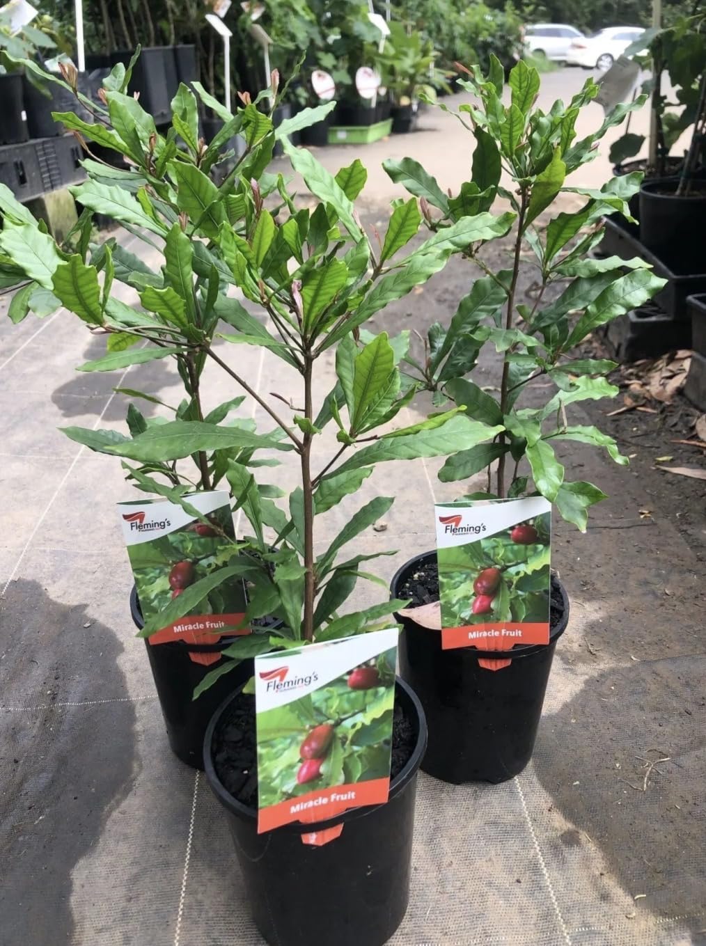 Miracle Fruit Live Fruit Tree(synsepalum Dulcificum) (8in to 12in”) Magic Berry Plant