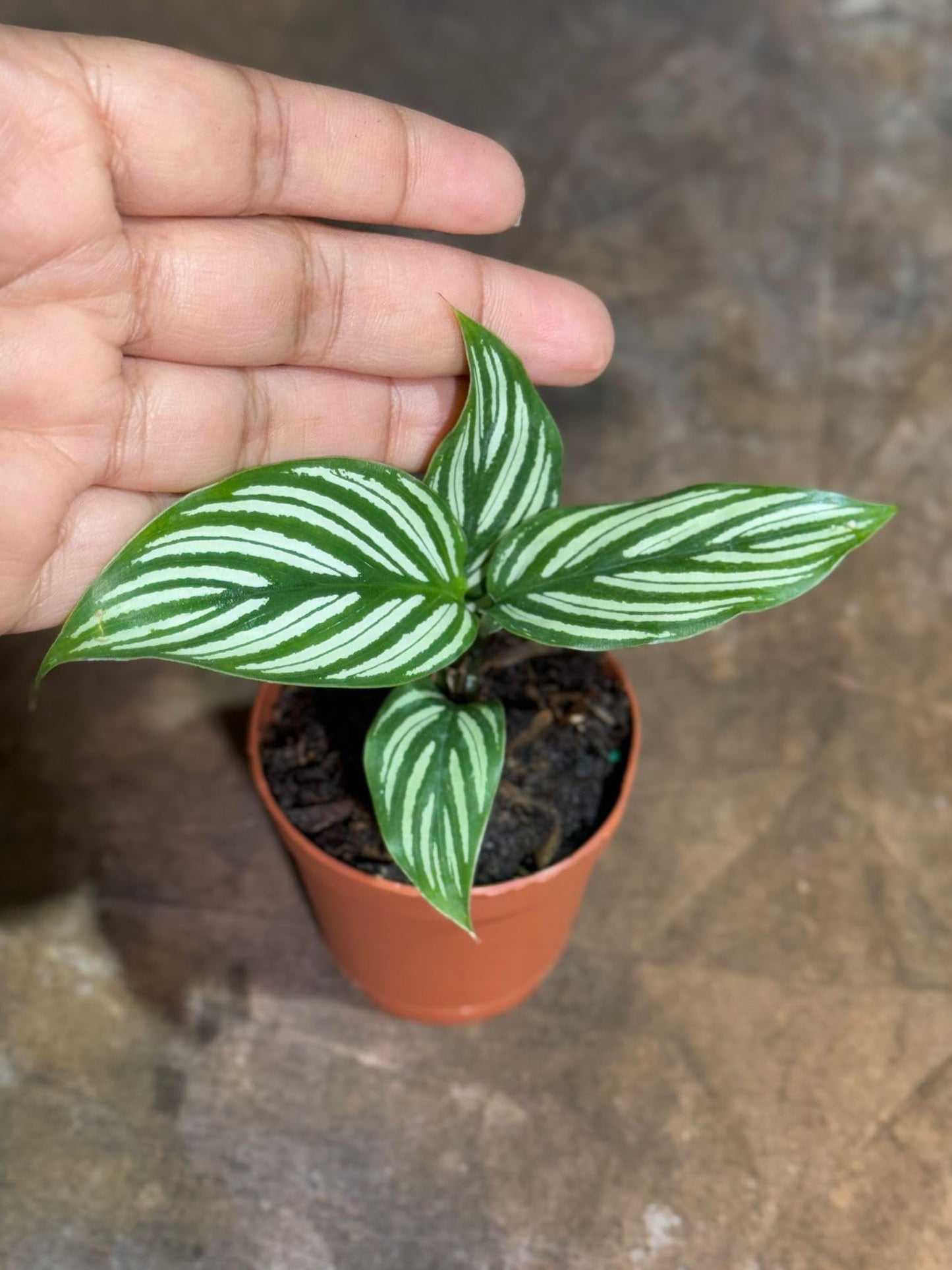 PLANTVERS Live Calathea Plant in 2" Grow Pot – Easy Care & Low Maintenance Tropical Houseplant – Air Purifying Indoor Plant for Low Light & Home Décor (Calathea 'Vitatta')
