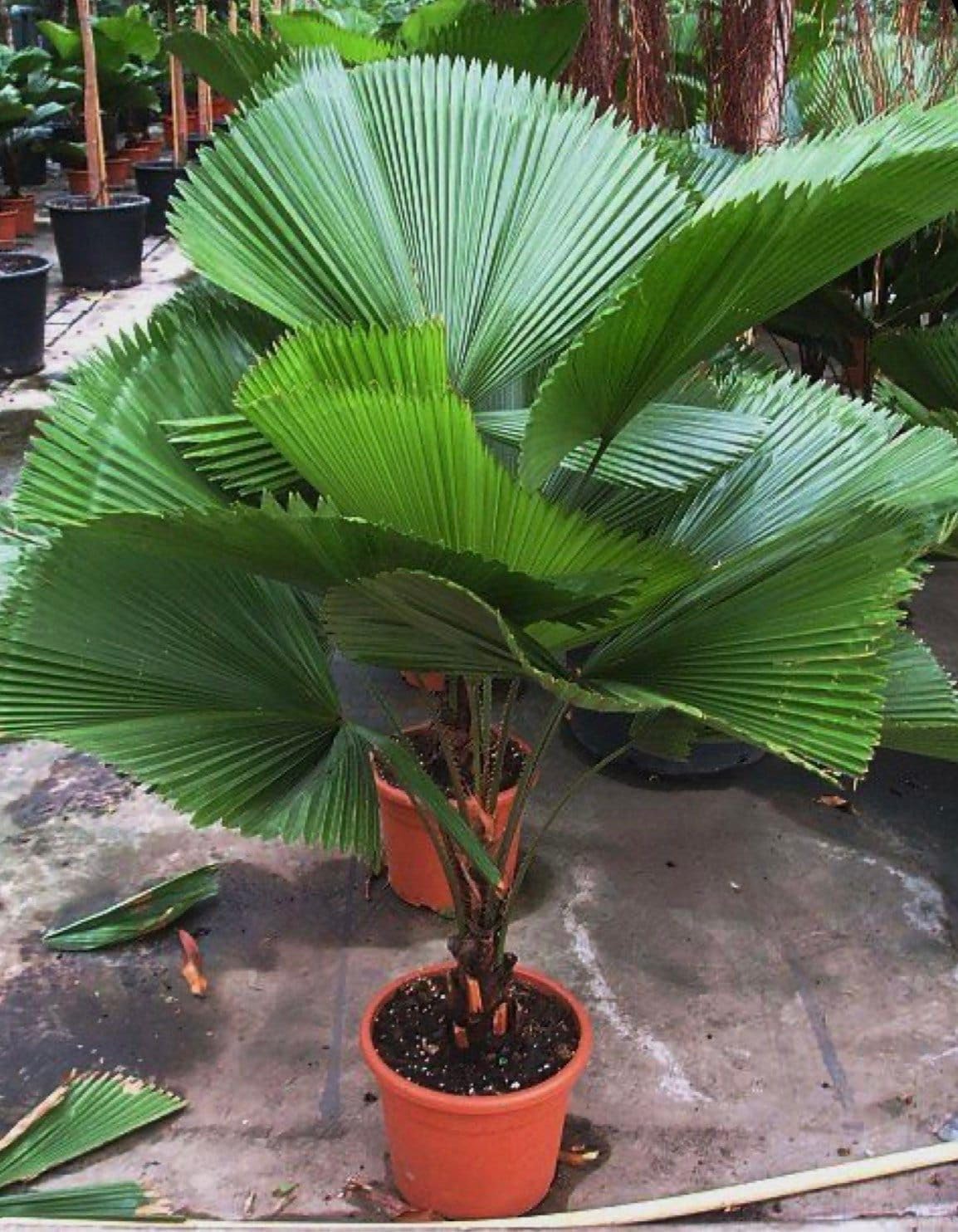 KIRA SEEDS - Seeds Chinese Fan Palm Livistona - Growing Indoor - Perennial Tree for Planting
