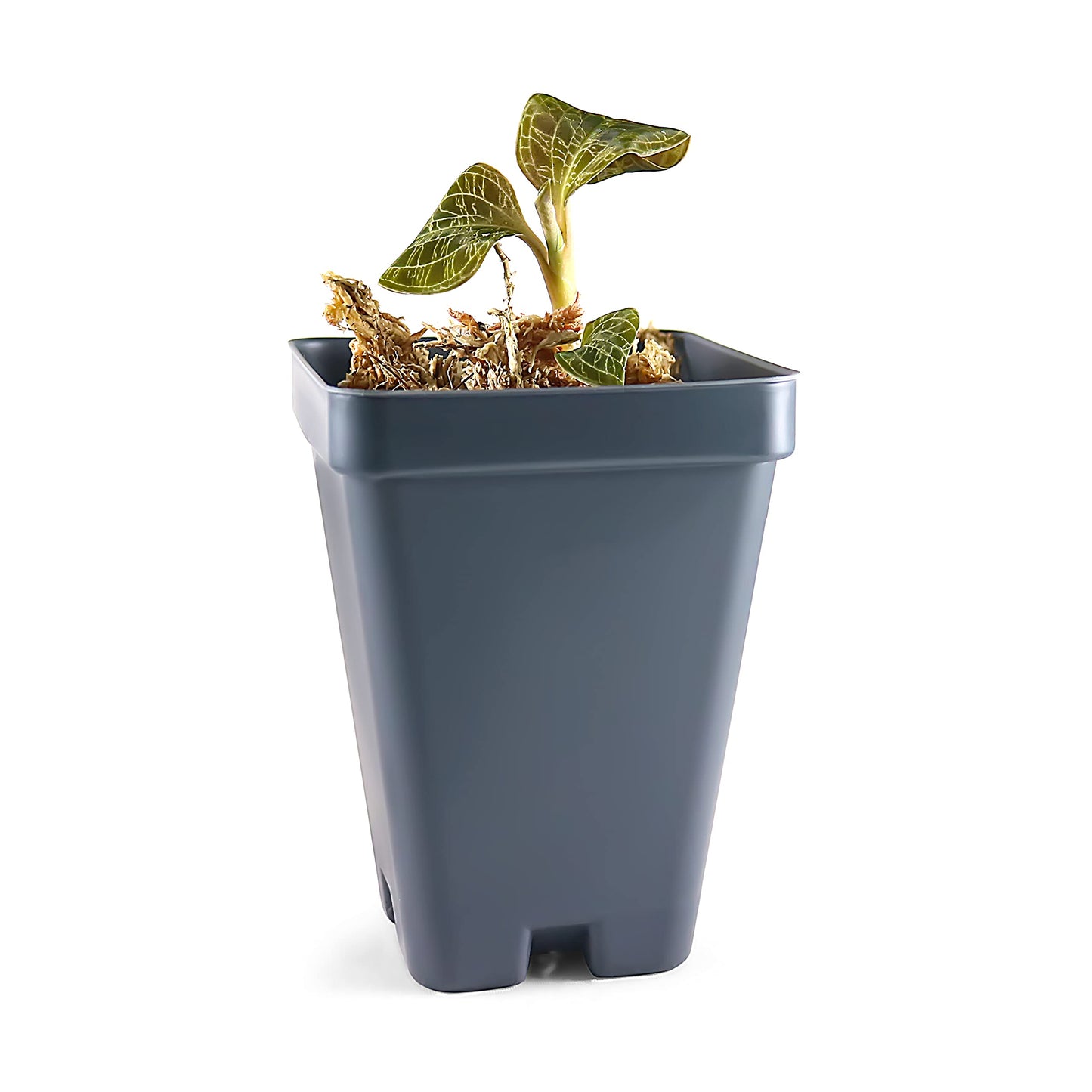 Macodes Petola (Jewel Orchid), Dense Lighting Bolt Patten (Gold Veins), Potted