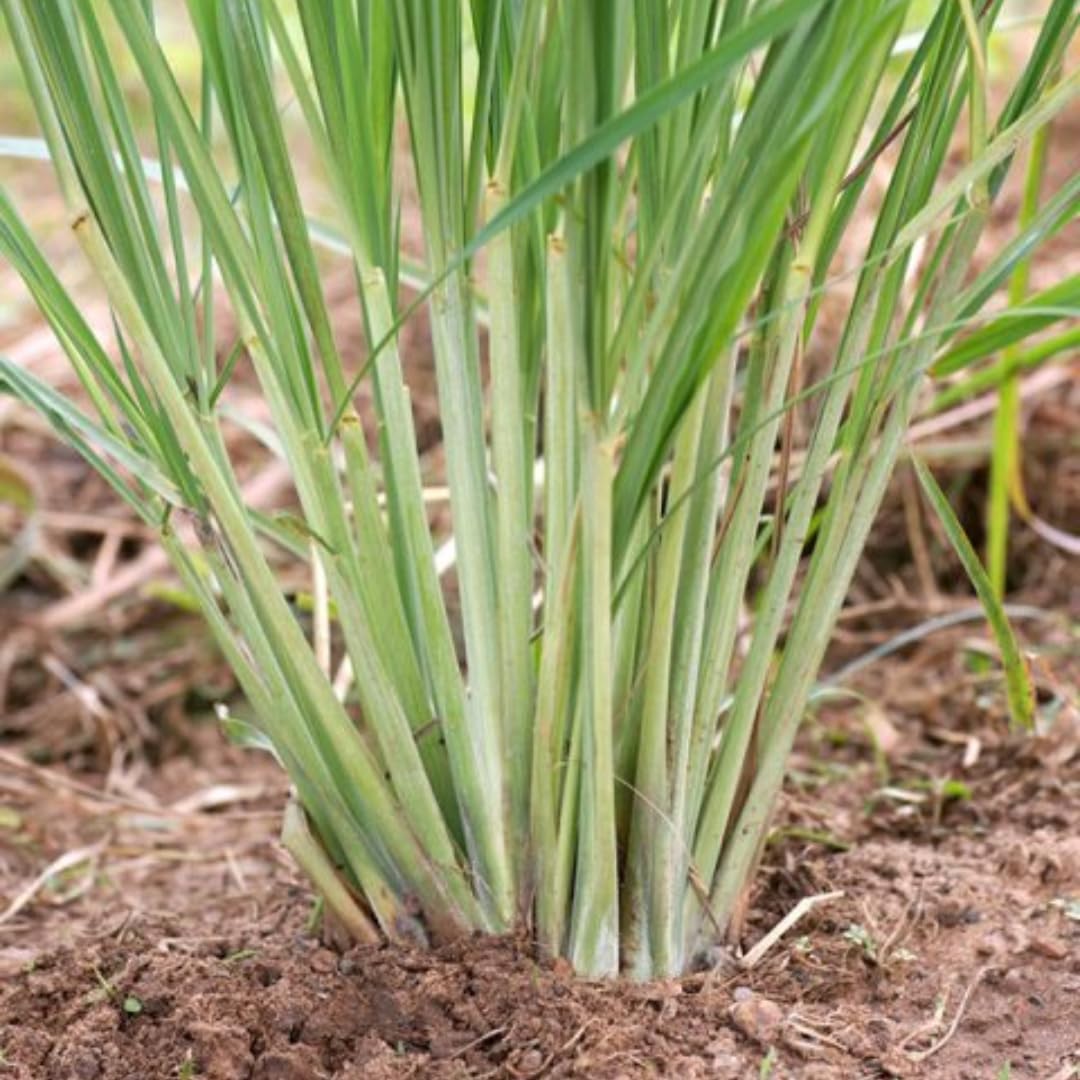 Potted of 2 Lemon Grass Live Plants, Indoor Outdoor Herb Lemongrass Plants Rooted, Lemongrass Stalks Zones 9-11