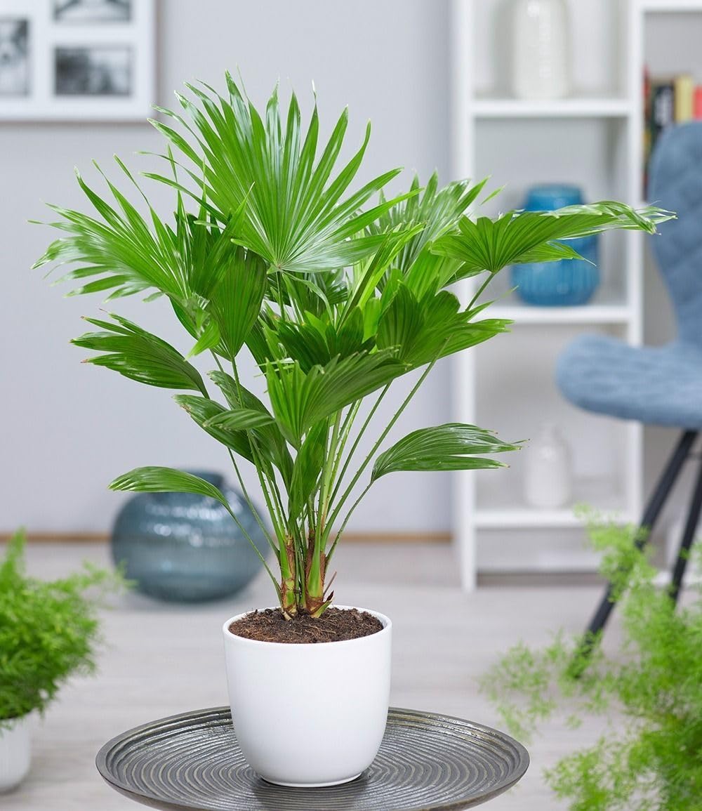 KIRA SEEDS - Seeds Chinese Fan Palm Livistona - Growing Indoor - Perennial Tree for Planting