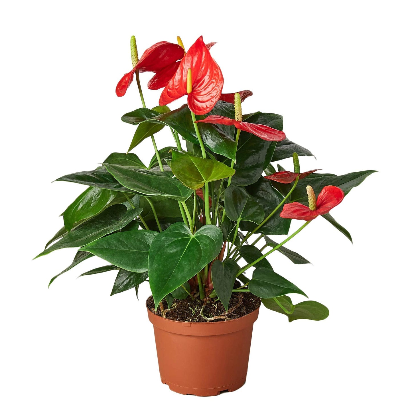 House Plant Shop | Anthurium 'Red' - 6" Pot | Live Indoor Plant | Easy to Care | Natural Décor Plant | Great Gifts| Free Care Guide