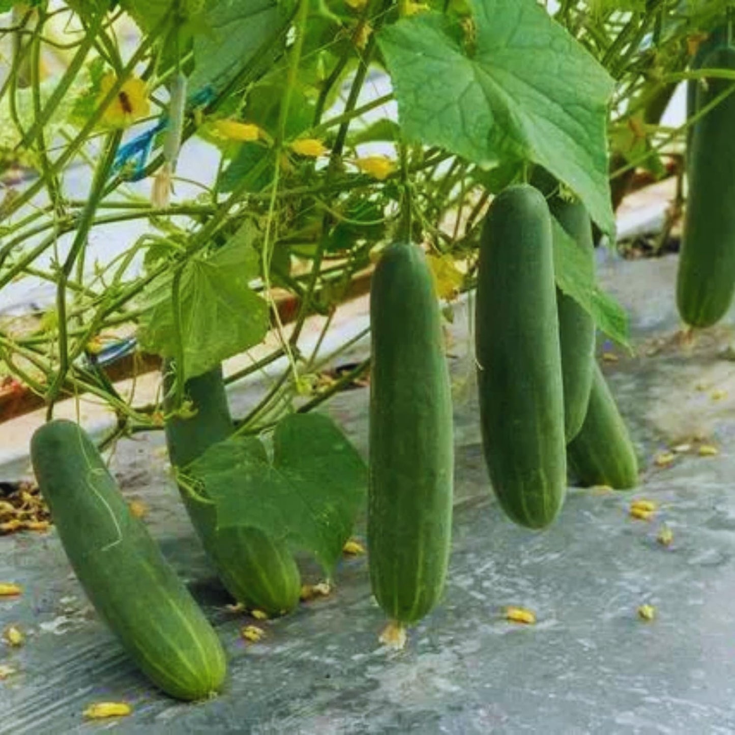 2 Green Cucumber Plants Live, 4 Inches Pot, Live Cucumber Plants from 3 to 5 Inches Long, Cucumber Starter Plants, Cucumber Live Plants for Garden