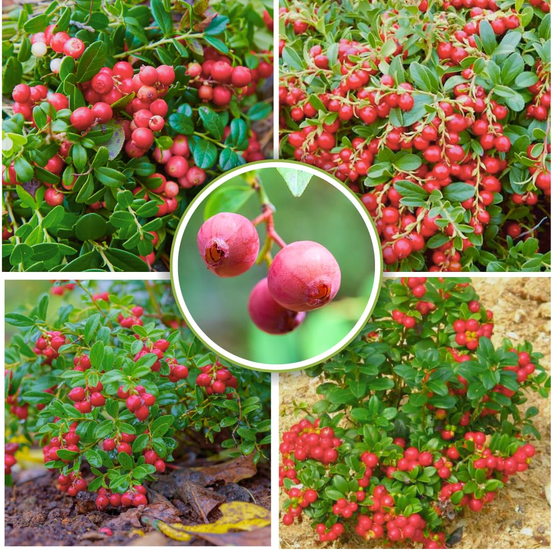 Blueberry Bush Plant Live, 1-2 Feet Tall, Hardy Pink Lemonade Blueberry Live Plant for Planting, Gal Potted, Well-Rooted, Live Plant in 1 Gallon Pot, No to CA