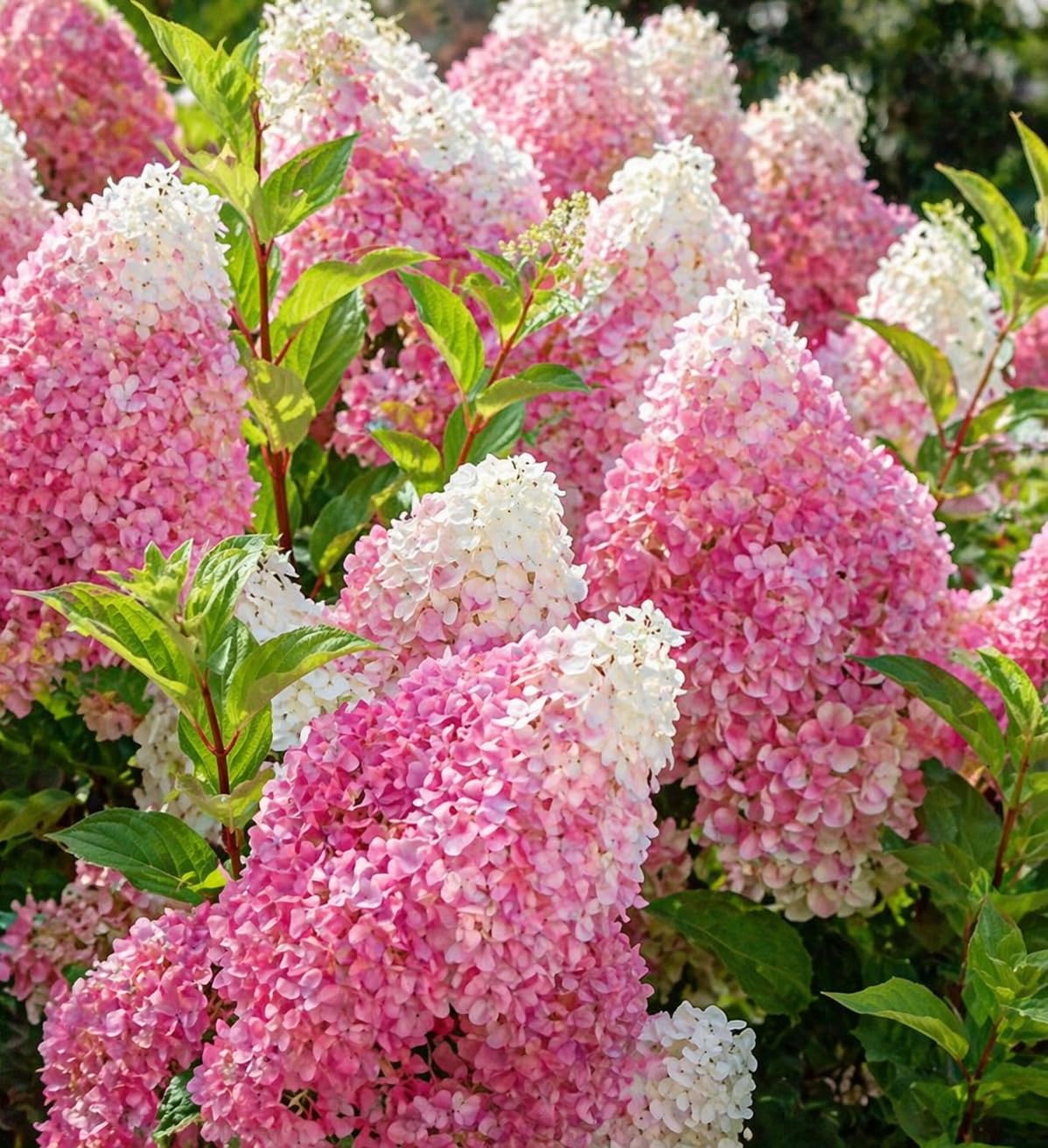 First Editions® Vanilla Strawberry™ Hydrangea Plug – Hydrangea paniculata ‘Renhy’ Starter Plant, Color-Changing White to Pink Blooms, Hardy Flowering Shrub for Garden & Landscape (1)
