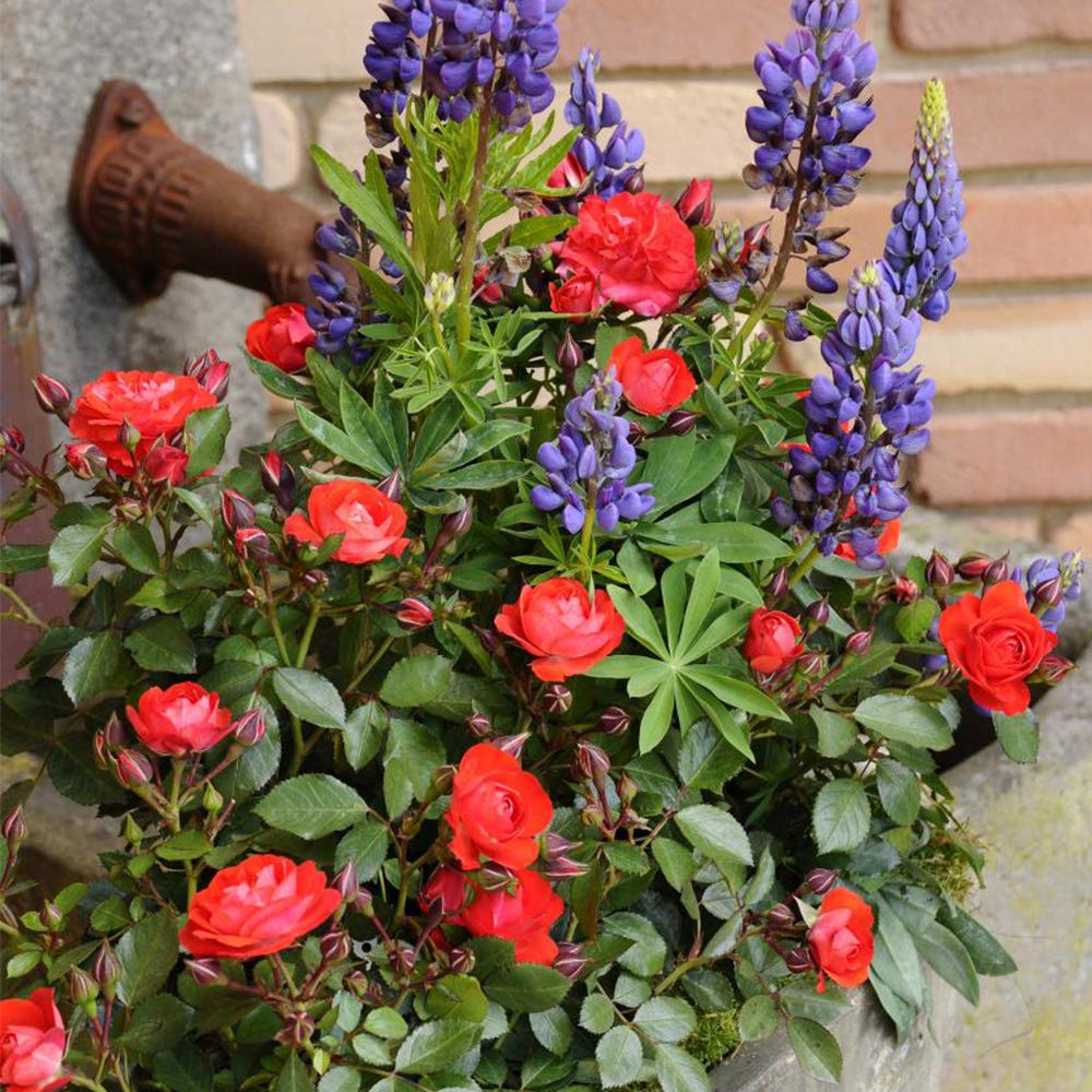 Heirloom Floribunda Roses, Live Own Root Plant for Outdoor Garden, Veranda® Brilliant™, No Fragrance, Hardiness Zones: 5-9, Repeat Blooming
