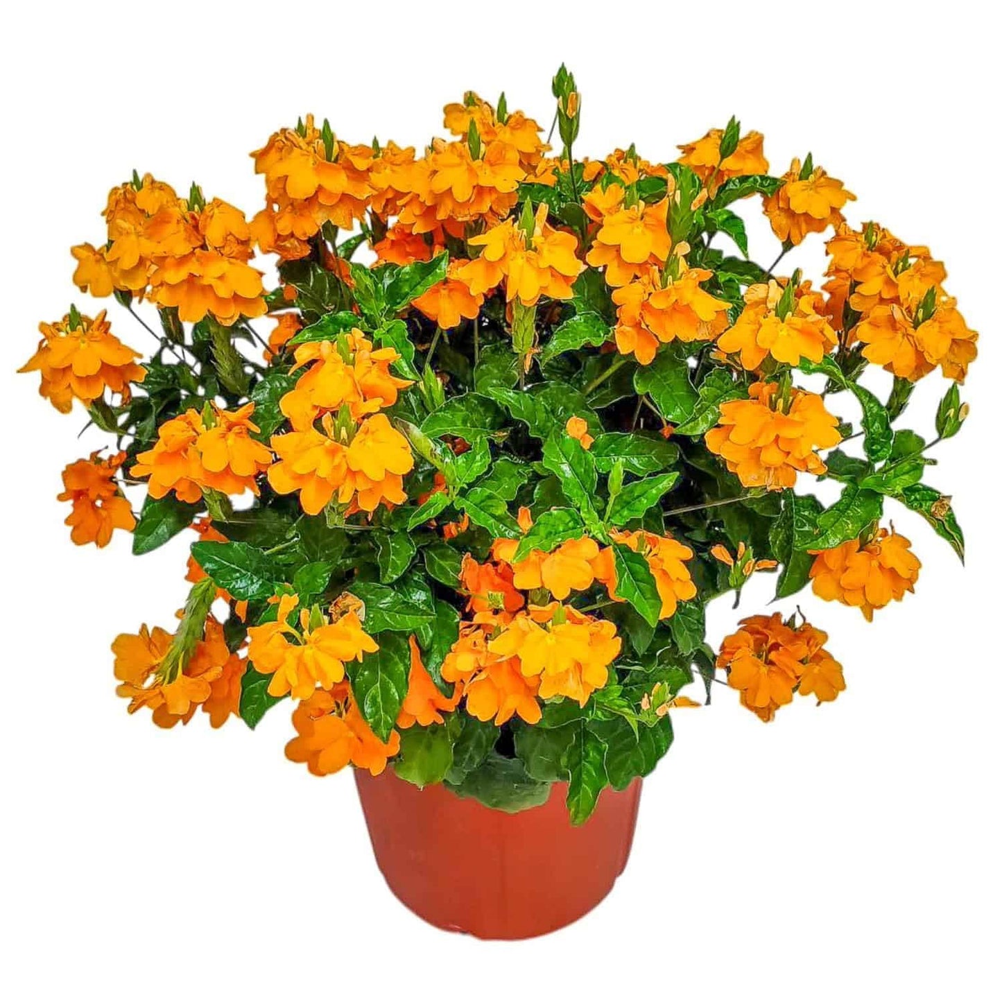 Crossandra Flower Plant Live - Orange Marmalade - 3 Gallon Pot - Overall Height 22" to 26" - Tropical Plants of Florida (Plant in Growers Planter)