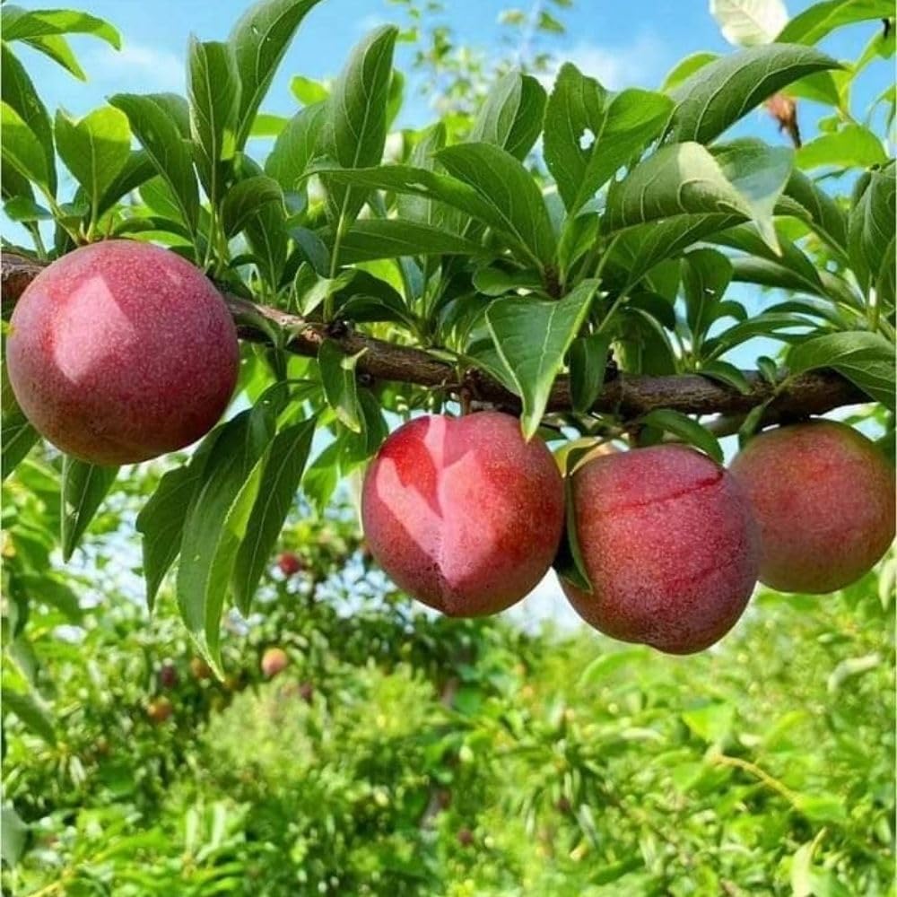 Methley Plum Tree 2-3 Feet Tall in 3 Gallon Pot, Red Purple Plum Plant Live, Hardy PlumsTrees for Planting Outdoor Garden, No Ship to CA