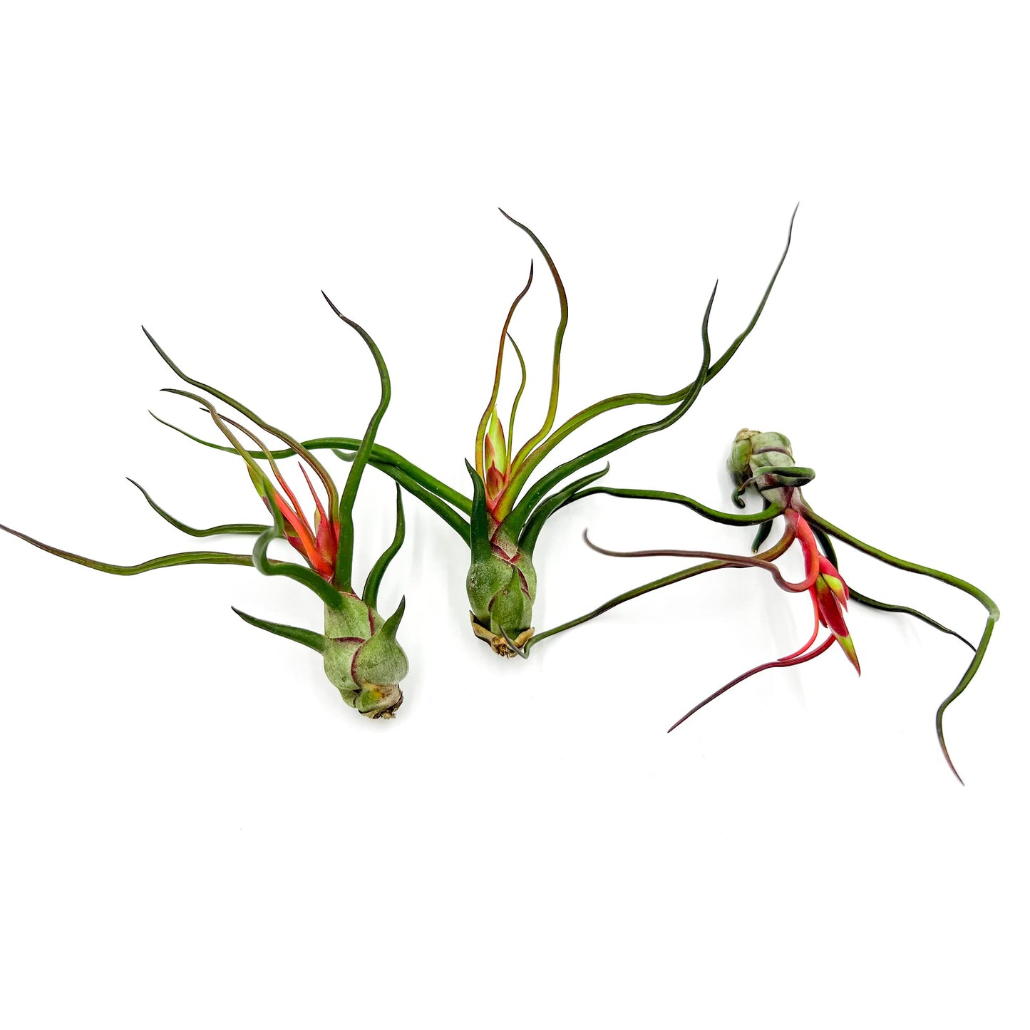 ragnaroc Air Plants - Flowering Tillandsia Bulbosa Guatemala, Large 3-5" - 3ct - Live Arrival Guaranteed - House Plants for Home Decor & Gift