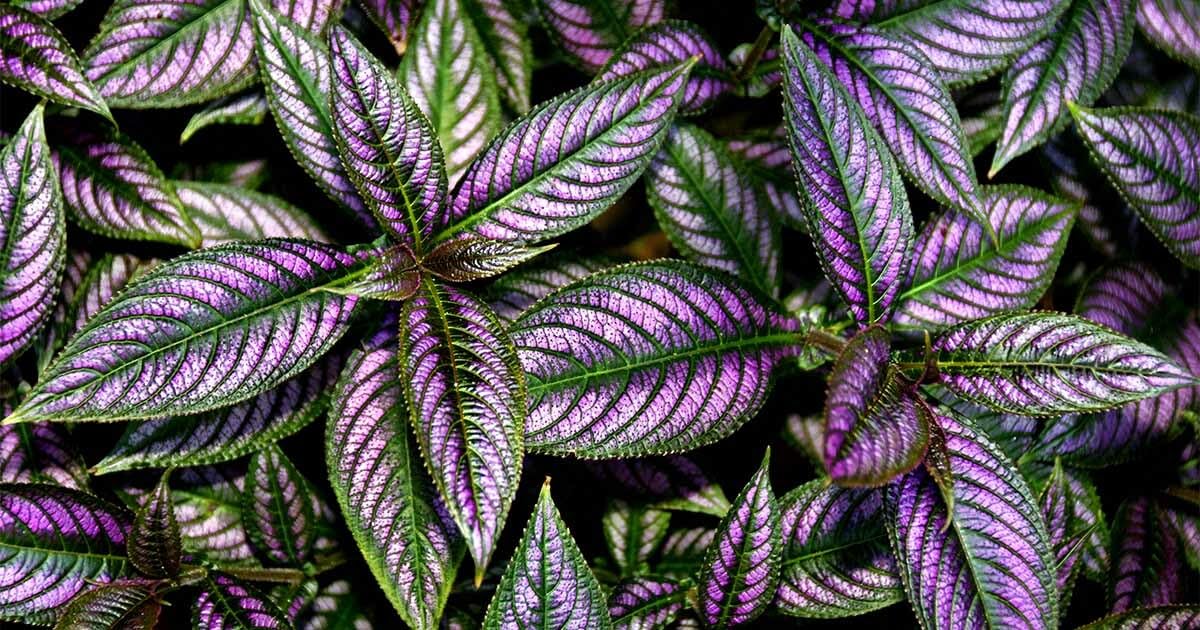 Live Plant - Persian Shield**Strobilanthes Dyerianus Starter Plant