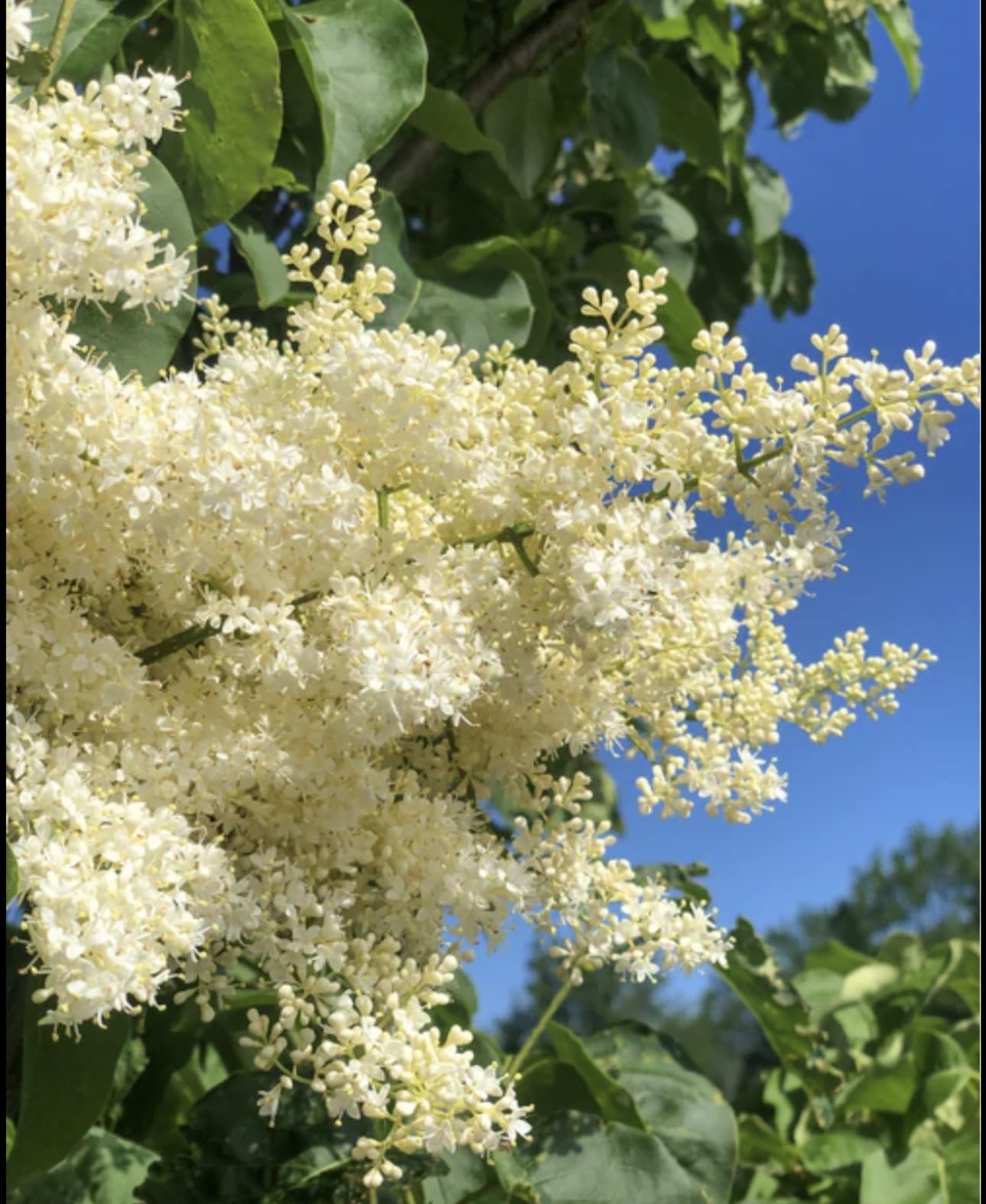 Ivory Silk Japanese Tree Lilac Live Plant – Syringa reticulata ‘Ivory Silk’ – Fragrant Creamy White Flowers – Hardy Ornamental Flowering Tree – Starter Plant