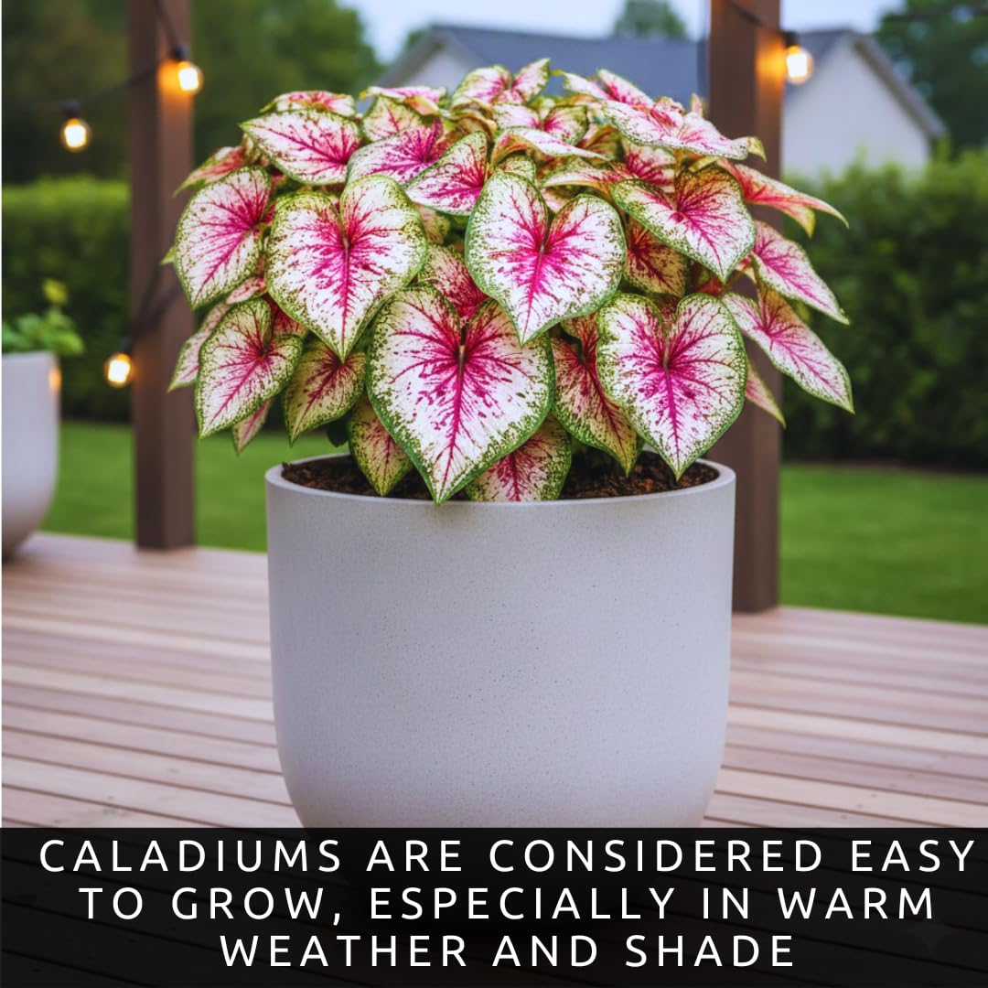 6 Wine Splashed Caladium Bulbs for Planting - Beautiful Spotted Leafs Stand Out - Perennial Hosta, Elephant Ears, Fancy (6 Bulbs)