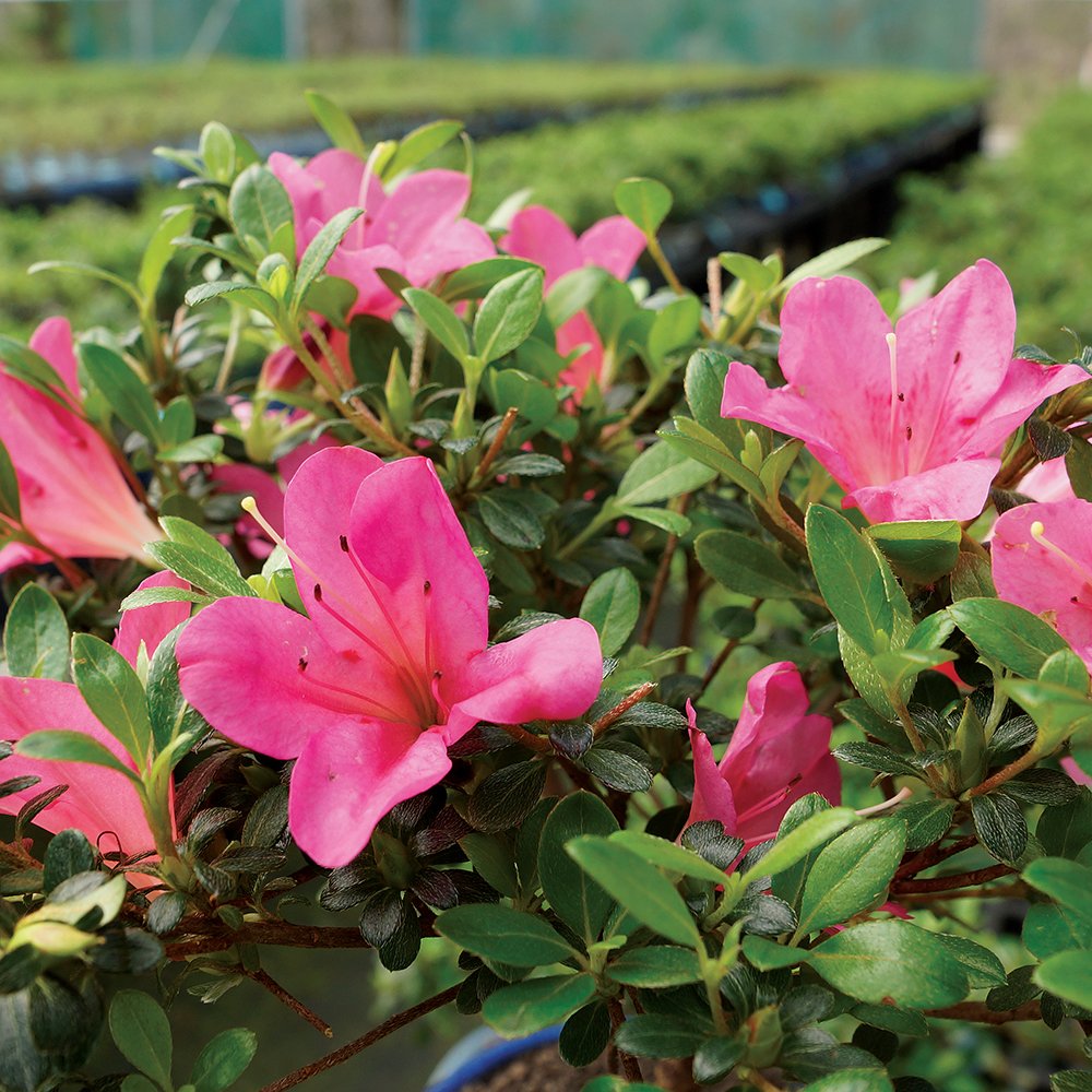 Brussel's Bonsai - Live Satsuki Azalea Bonsai Tree in Grower Pot, Outdoor Flowering Bonsai Tree Live Plant, 5 Years Old, 5-8 Inches Tall, Easy Care Plant for Patio Garden (Small)