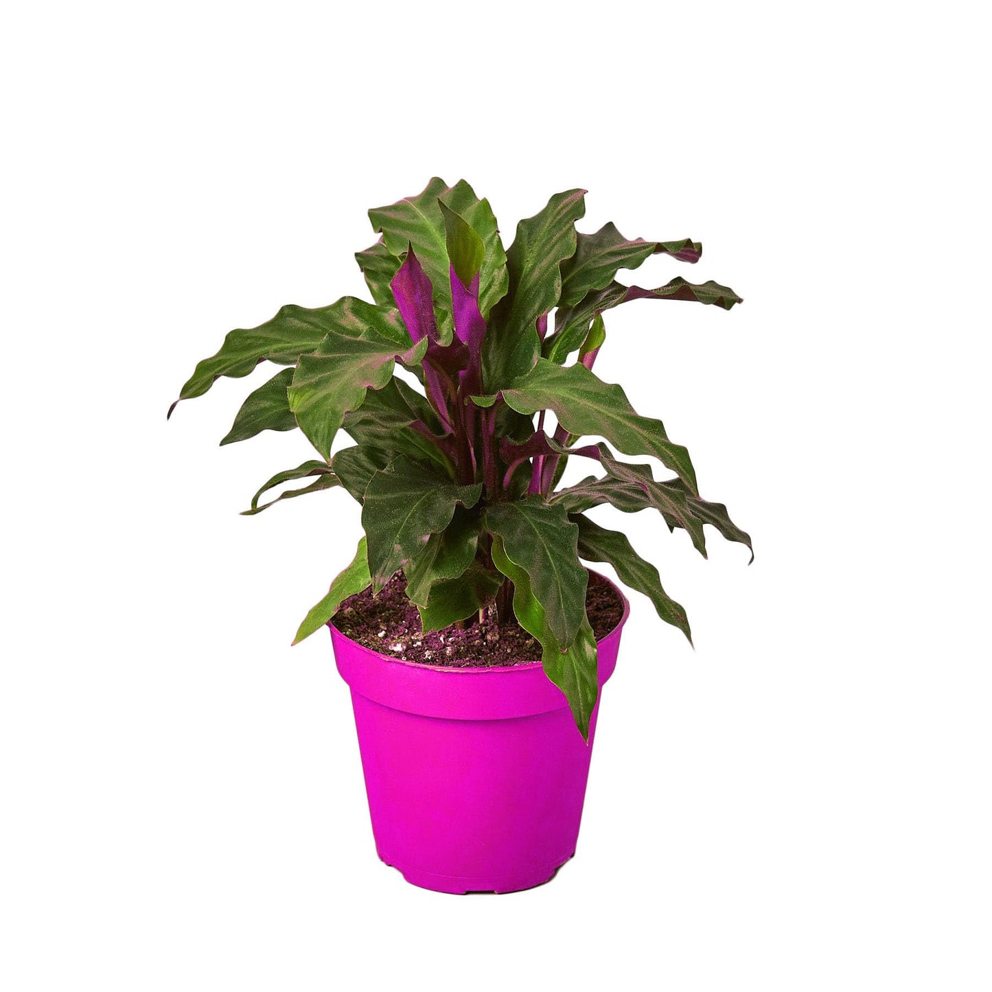 Calathea Rufibarba 'Furry Feather' in 4in Pot - Live Tropical Houseplant - Easy to Grow | Air Purifying | Pet Friendly | Variegated | USA Growers | The Snobby Leaf