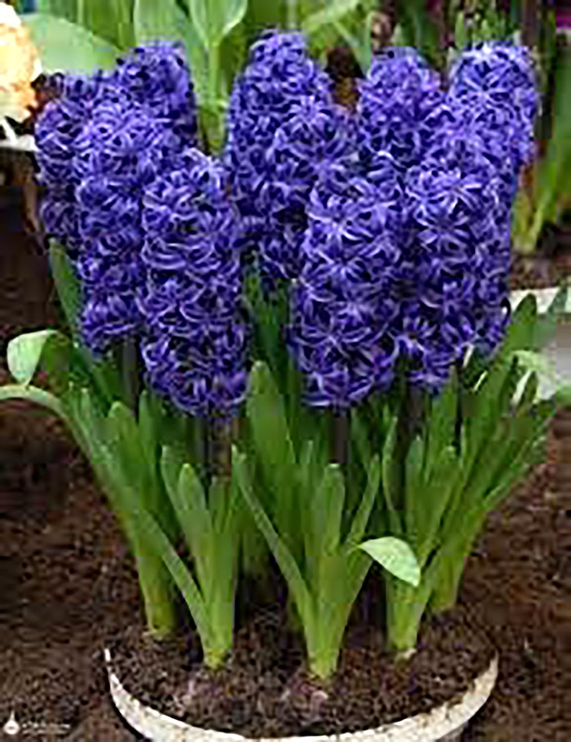 10 Aida Hyacinth Bulbs – Large 16-17cm Bulbs for Stunning Violet-Blue Blooms – Fragrant Spring Flowers Ideal for Gardens, Borders, and Containers