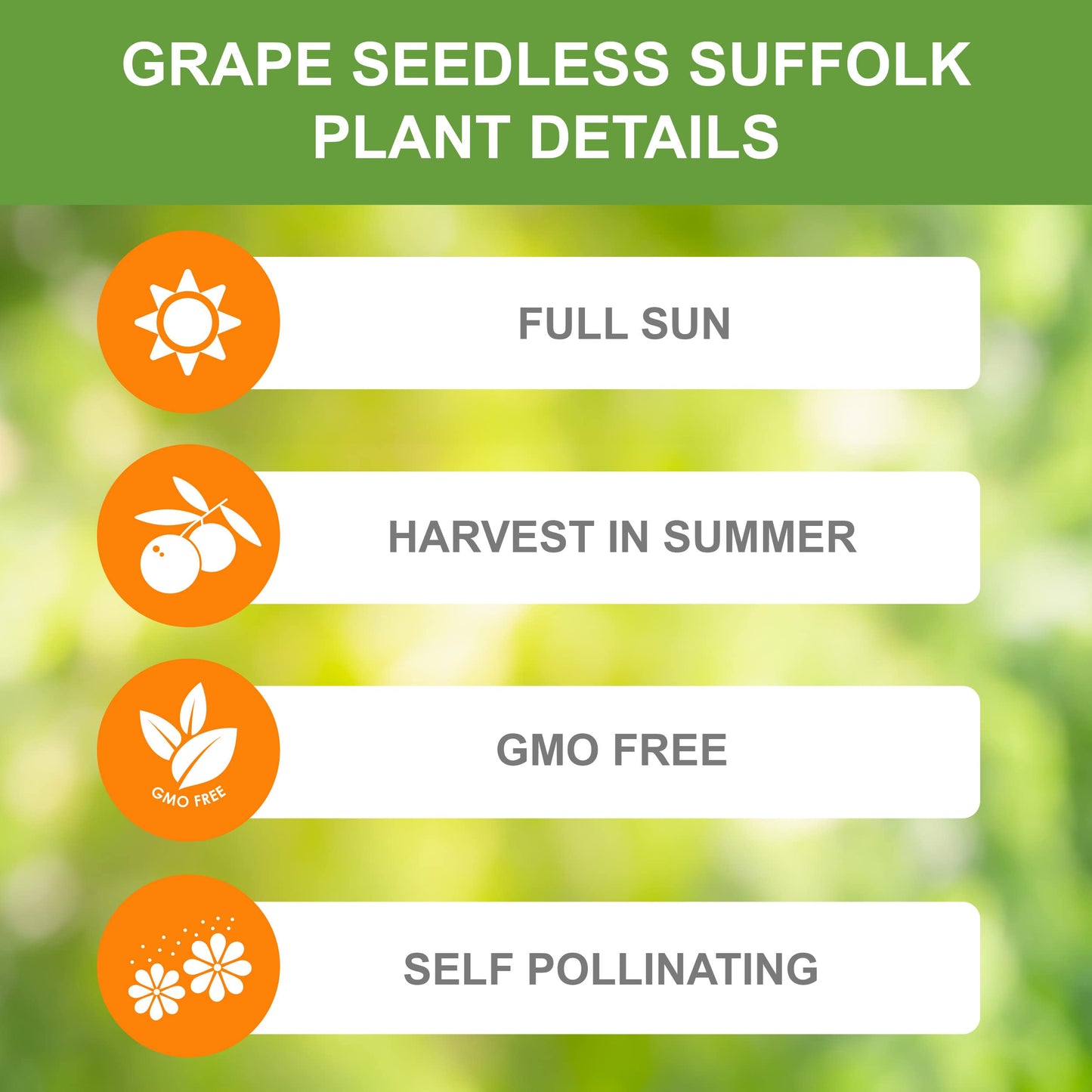 Garden State Bulb Red Suffolk Seedless Grape, Bare Root, Non-GMO, Spring Planting (Bag of 1)