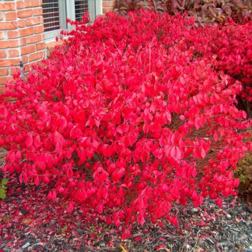 Dwarf Burning Bush Live Plant in Quart Pot, Red Burning Bush Shrubs for Outdoor Planting, 6 to 10 Inches Tall, Perennial Vibrant Bushes