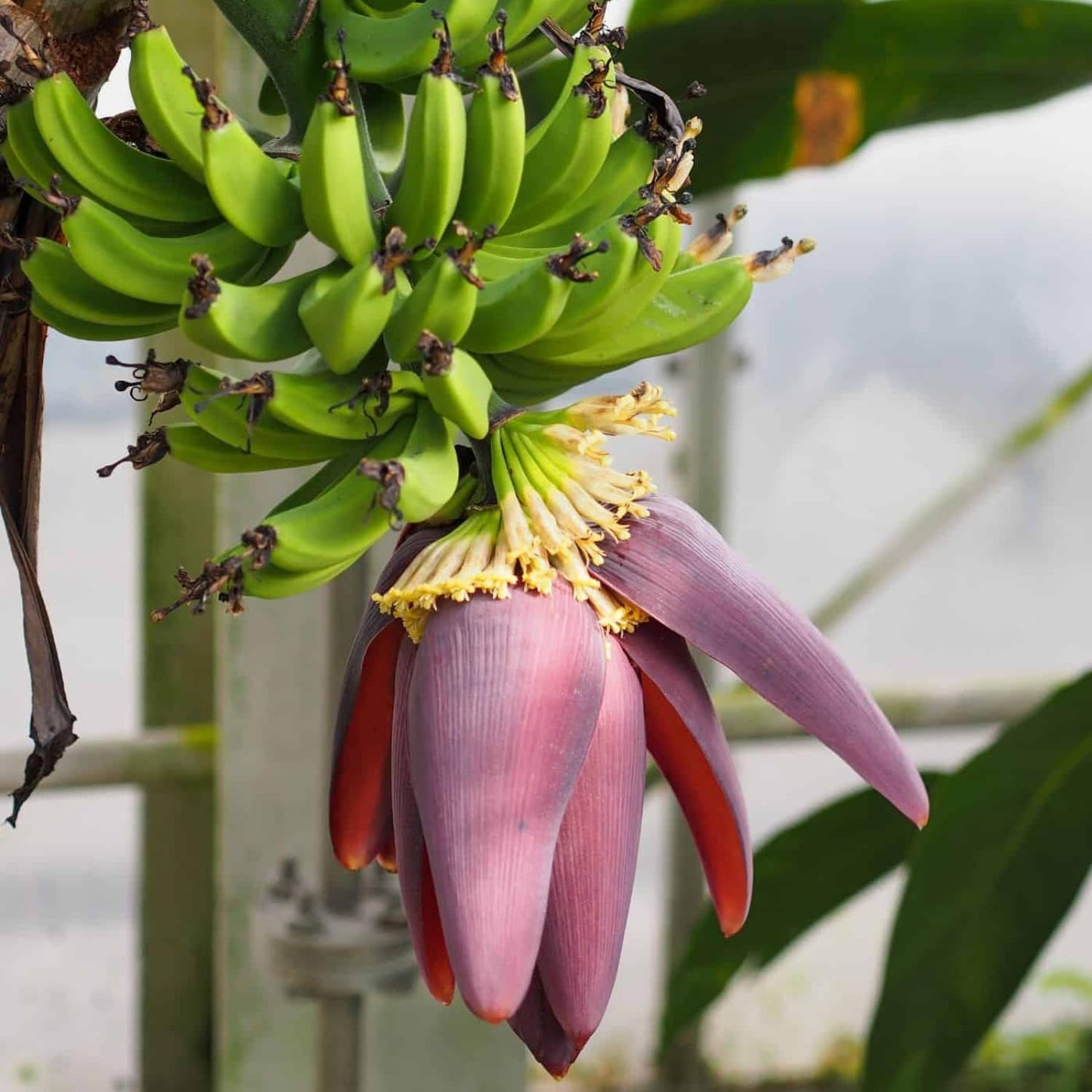 Dwarf Cavendish Banana Tree Live Plant, Cold Hardy Banana Plant Live, Tropical Banana Fruit Seedling, Well Rooted 4-8 Inch Tall