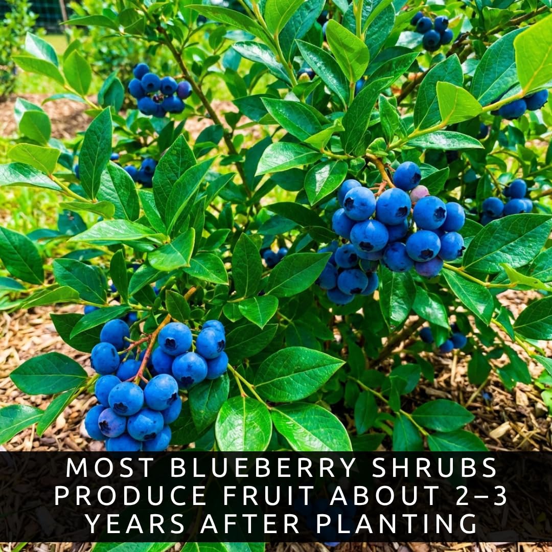 2 Blueray Blueberry Tree Seedlings Live Plant – Fruit Bearing Blueberry Bush Starter – Healthy Rooted Sapling for Outdoor Garden, Patio or Container Growing (2 Plants)