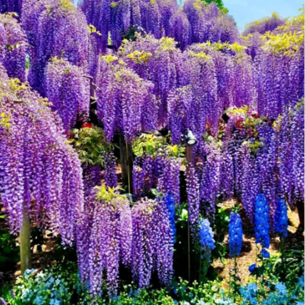 Purple Wisteria Live Plant, 6-12" Tall, Wisteria Vine in 2.5" Pot, Fragrant Flowering Climbing Plant for Outdoor Garden and Trellis