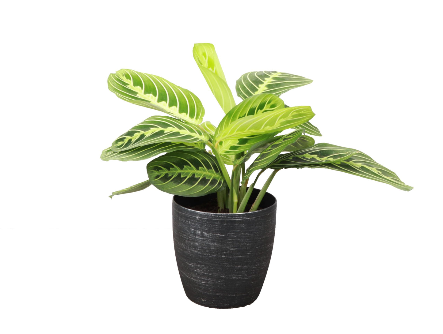 Thorsen's Greenhouse Lemon Lime Prayer Plant, Live Indoor Plant, Pet Friendly, Attractive Houseplant, Lemon Maranta, Easy to Grow, 4" Diameter Pot (Brushed Silver)