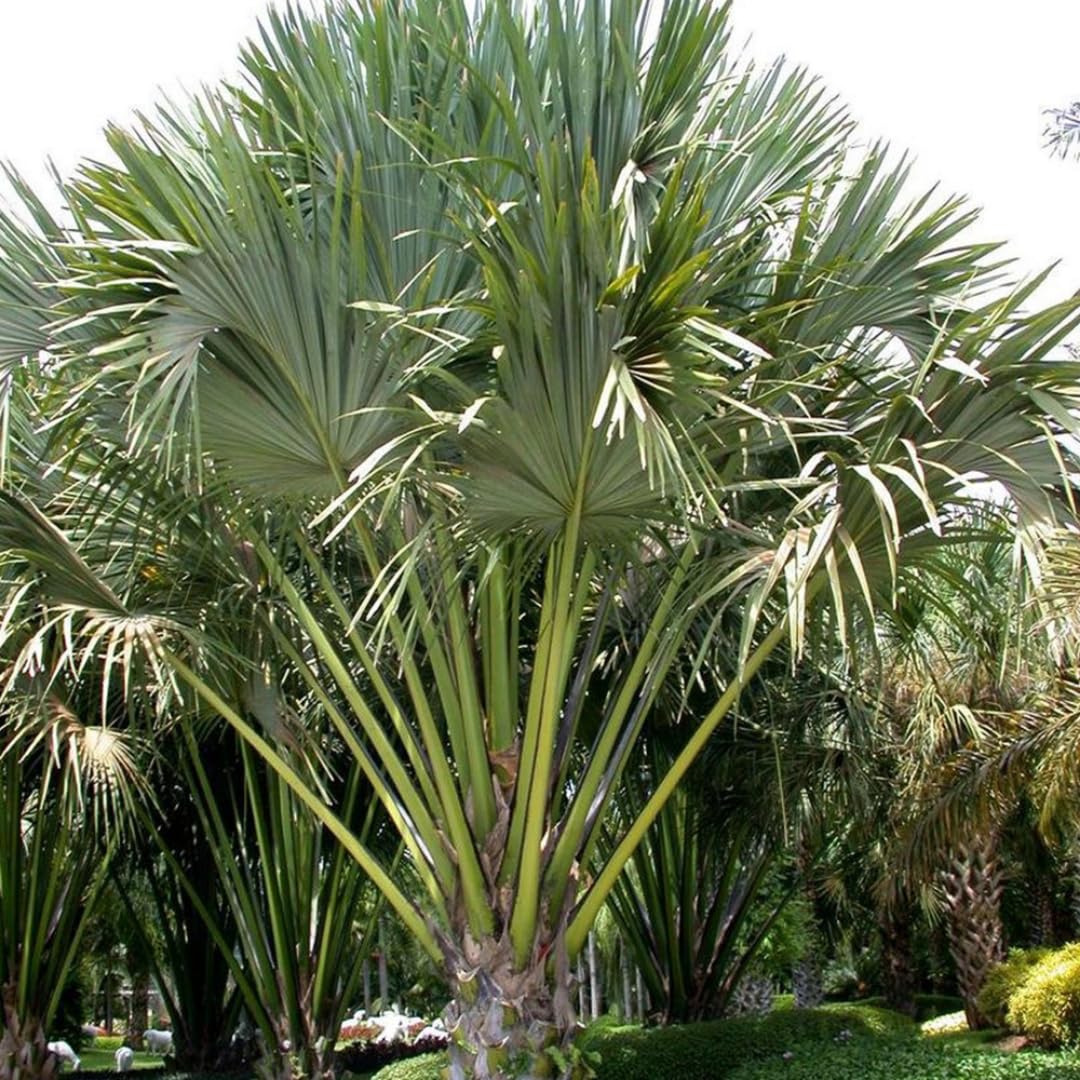 Palm Tree Plant, Live Tropical Palm Tree, Fully Rooted in 3 Gallon Pot, Ready for Outdoor Planting (Huge Green Leaves Palm)