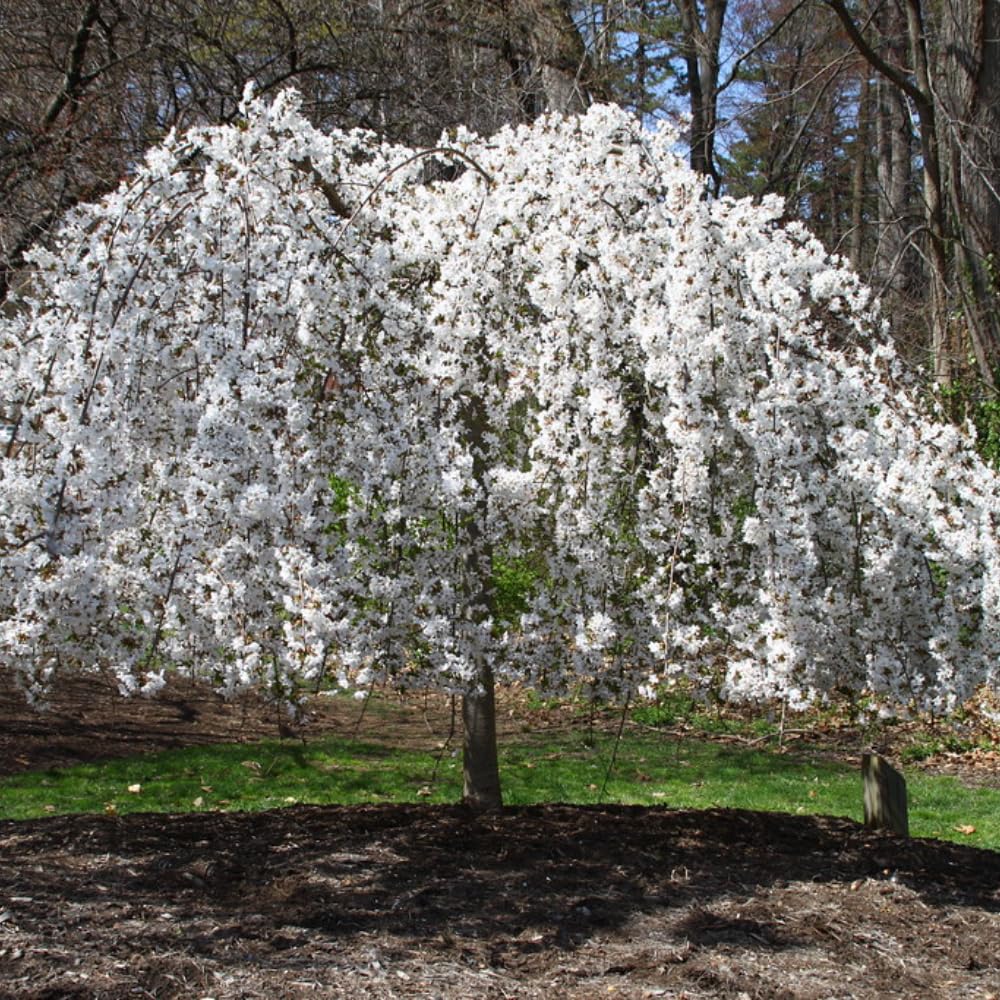 2 Weeping Cherry Blossom Tree Plants, 8 to 12 Inch Tall Live Cherry Blossom Plant in Pot, White Weeping Cherry Blossom Flowers Live Plant, Cherry Blossom Tree Live Ready to Plant