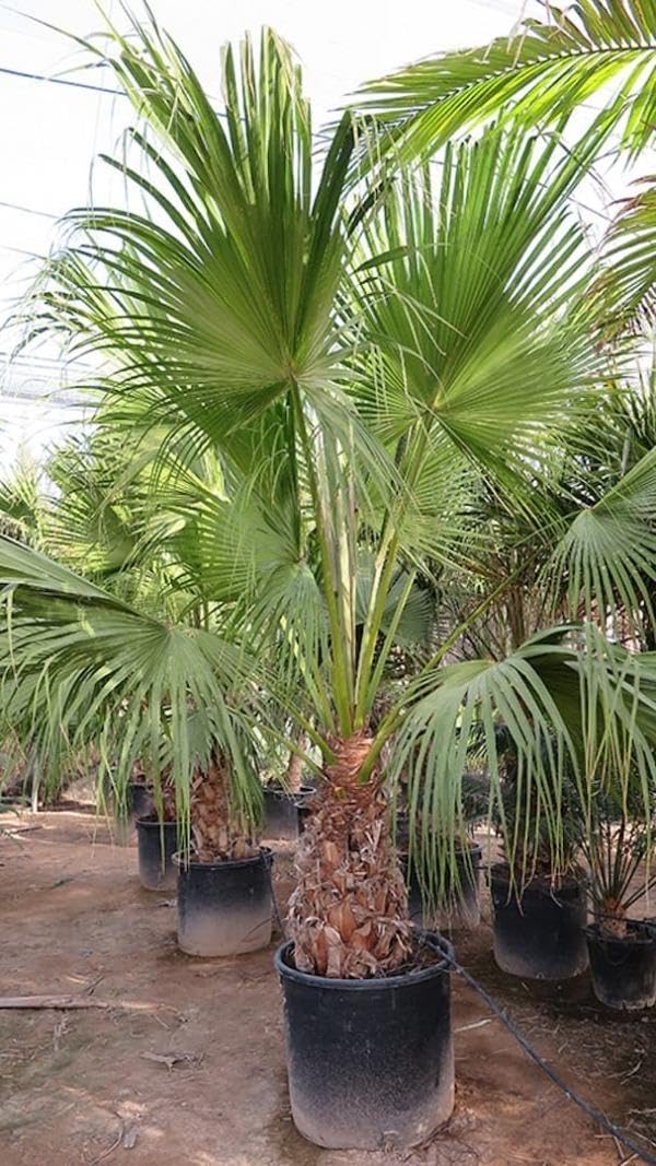 RedCrocus - Chinese Fan Palm–Livistona chinensis–Tropical Indoor Plant 15 Gallon