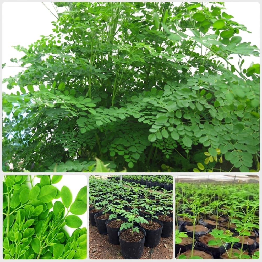 2 Moringa Tree Live Plants, Moringa Oleifera Starter Plants, Drumstick Tree, 5-7 Inch Tall, Fast Growing Ready to Grow for Outdoor Garden, Well Rooted