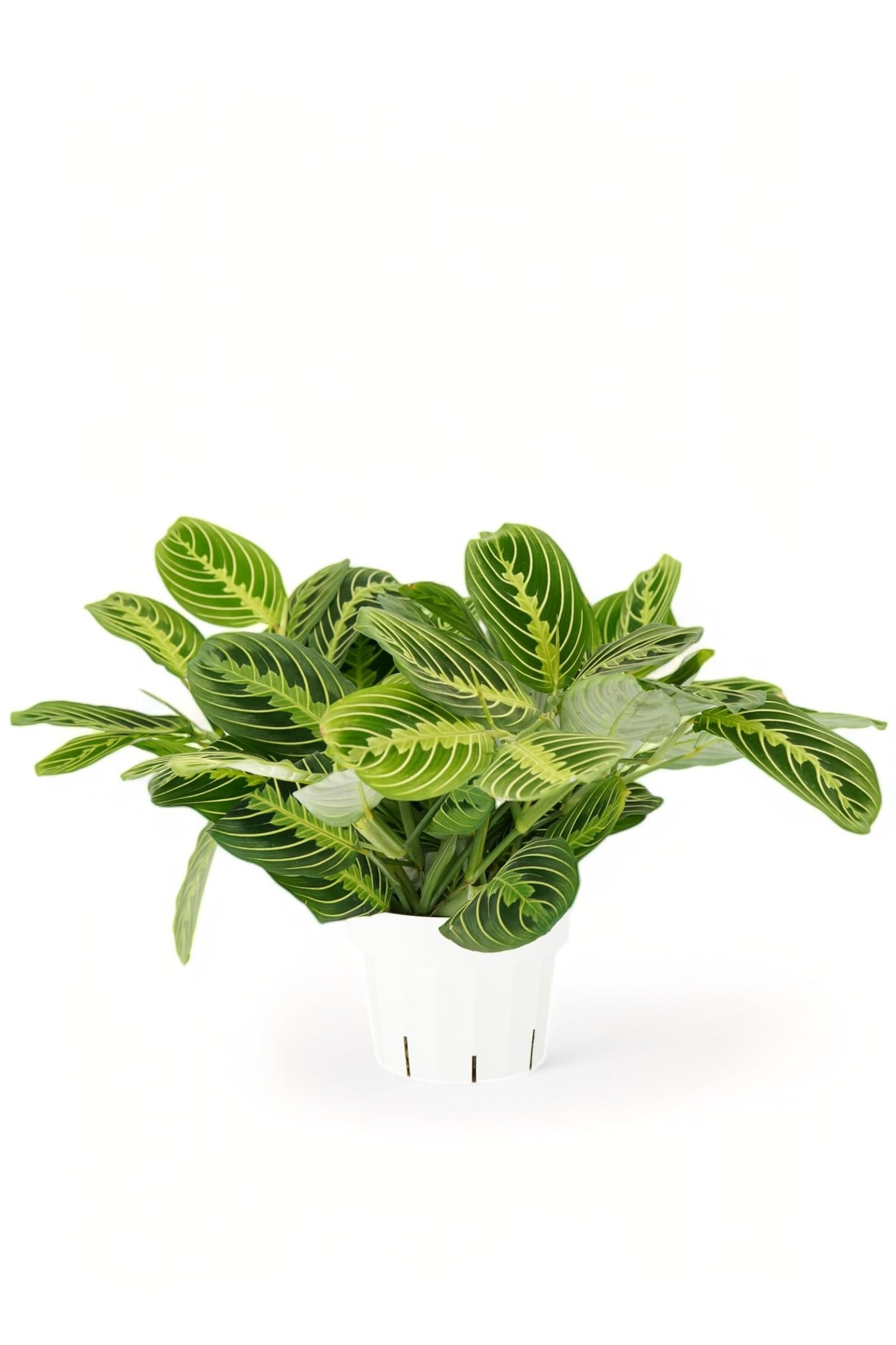 Lemon Lime Maranta Live Plant -Indoor House Plant - Prayer Plant - Low Light Houseplants - Plants Live Houseplants Low Maintenance - 6" Pot