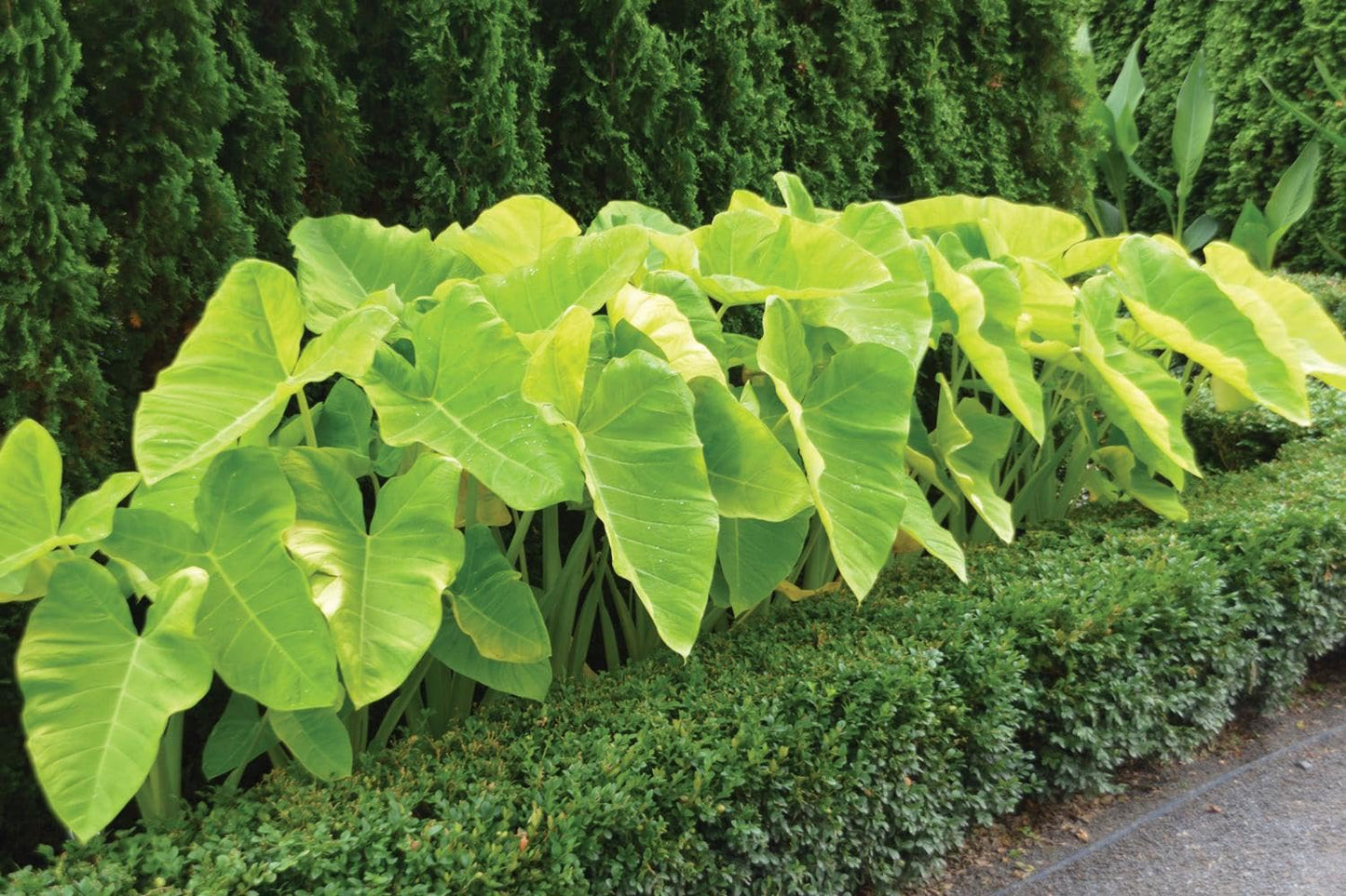 RedCrocus - RedCrocus Assorted Elephant Ear Xanthosoma – Large Tropical Foliage Plant, Shade Garden, Container Friendly, Pollinator Attractant, Indoor Use, Durable, Easy Care 6" Pot