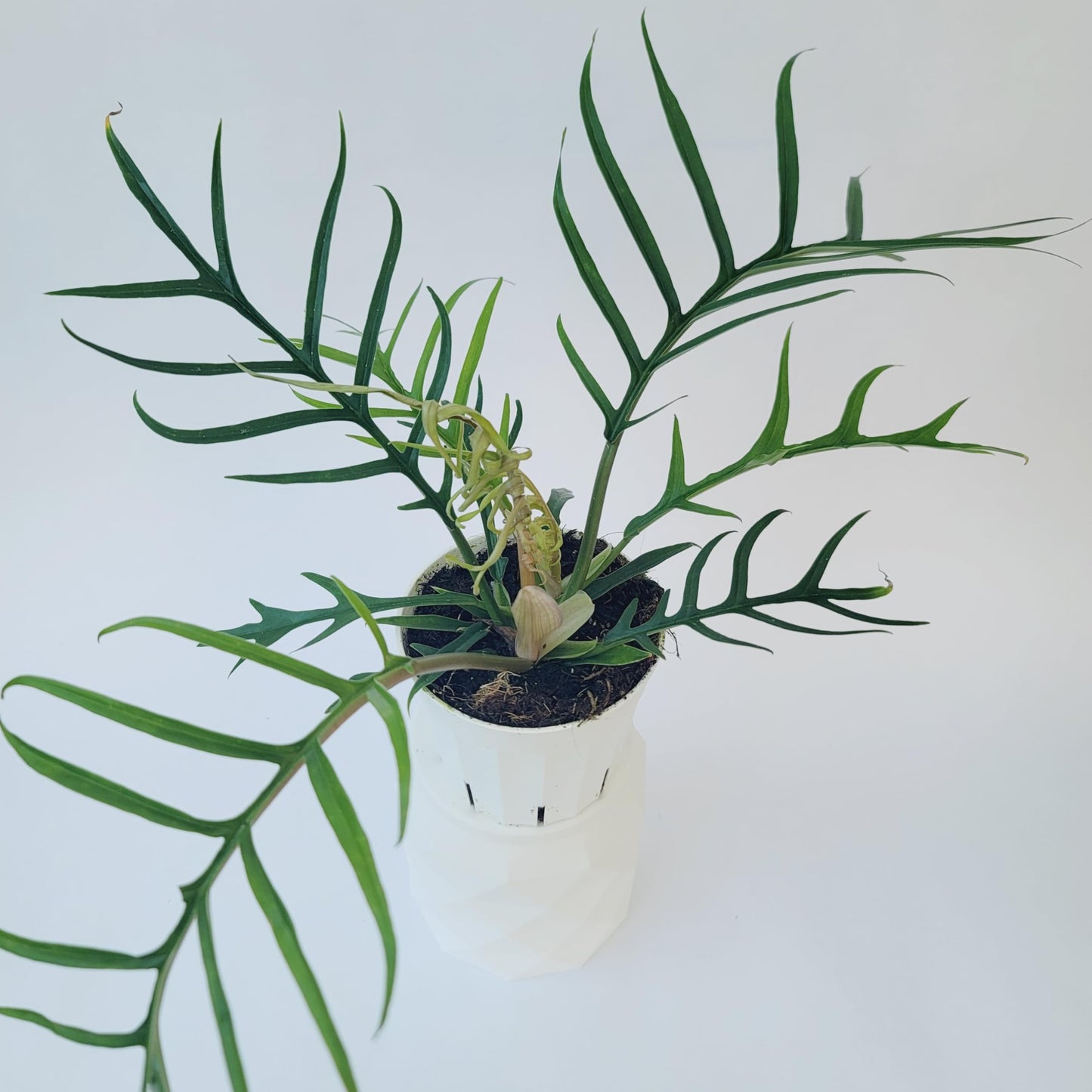 Philodendron Tortum Live Plant | Ships from CA | Available in Modern White Self-Watering Planter | Air Purifying & Pet-Friendly (4" Nursery Pot, Small Plant)