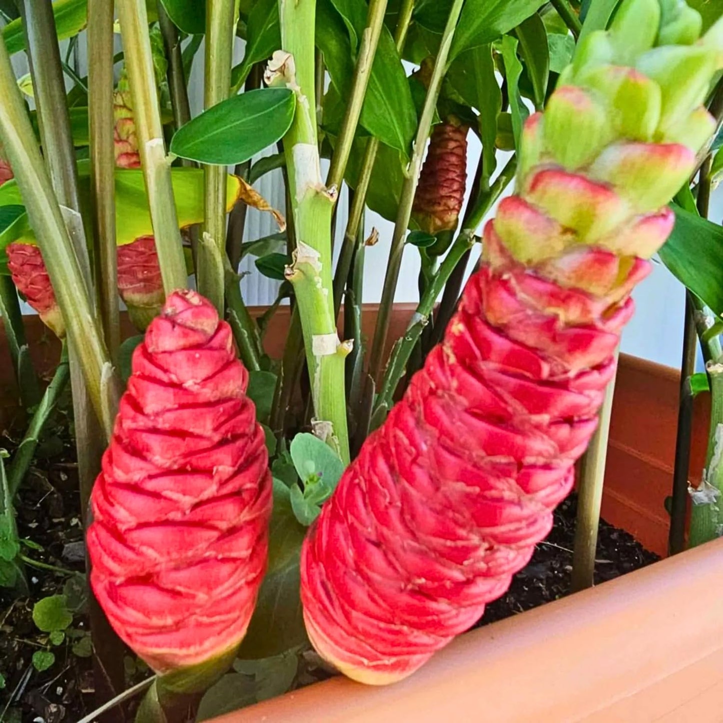 10 Shampoo Ginger Roots, Zingiber Zerumbet Awapuhi Ginger Rhizomes, Red Pinecone Ginger Lily to Grow