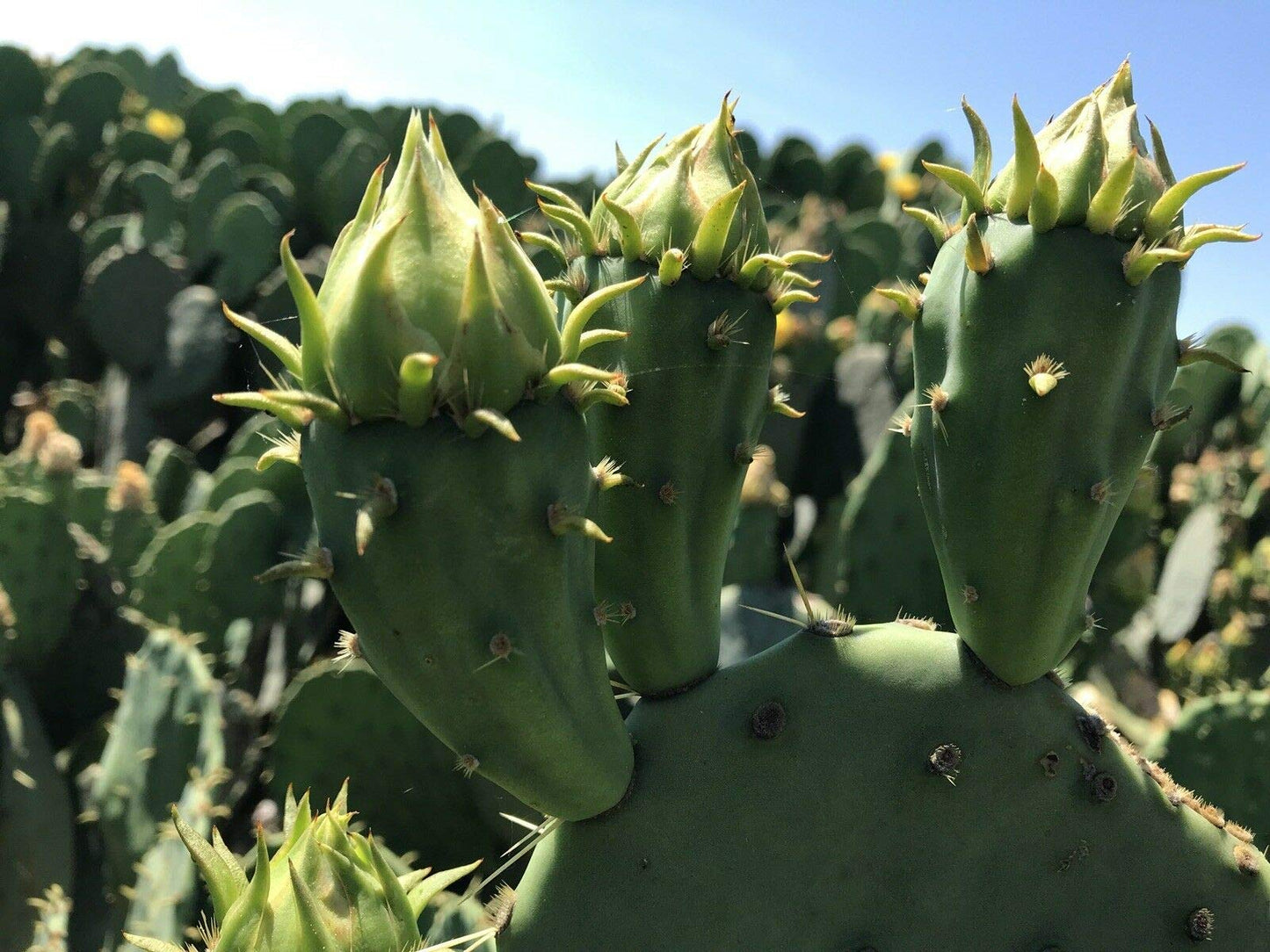 Live Opuntia Prickly Pear Cactus Winter Hardy - One Pad