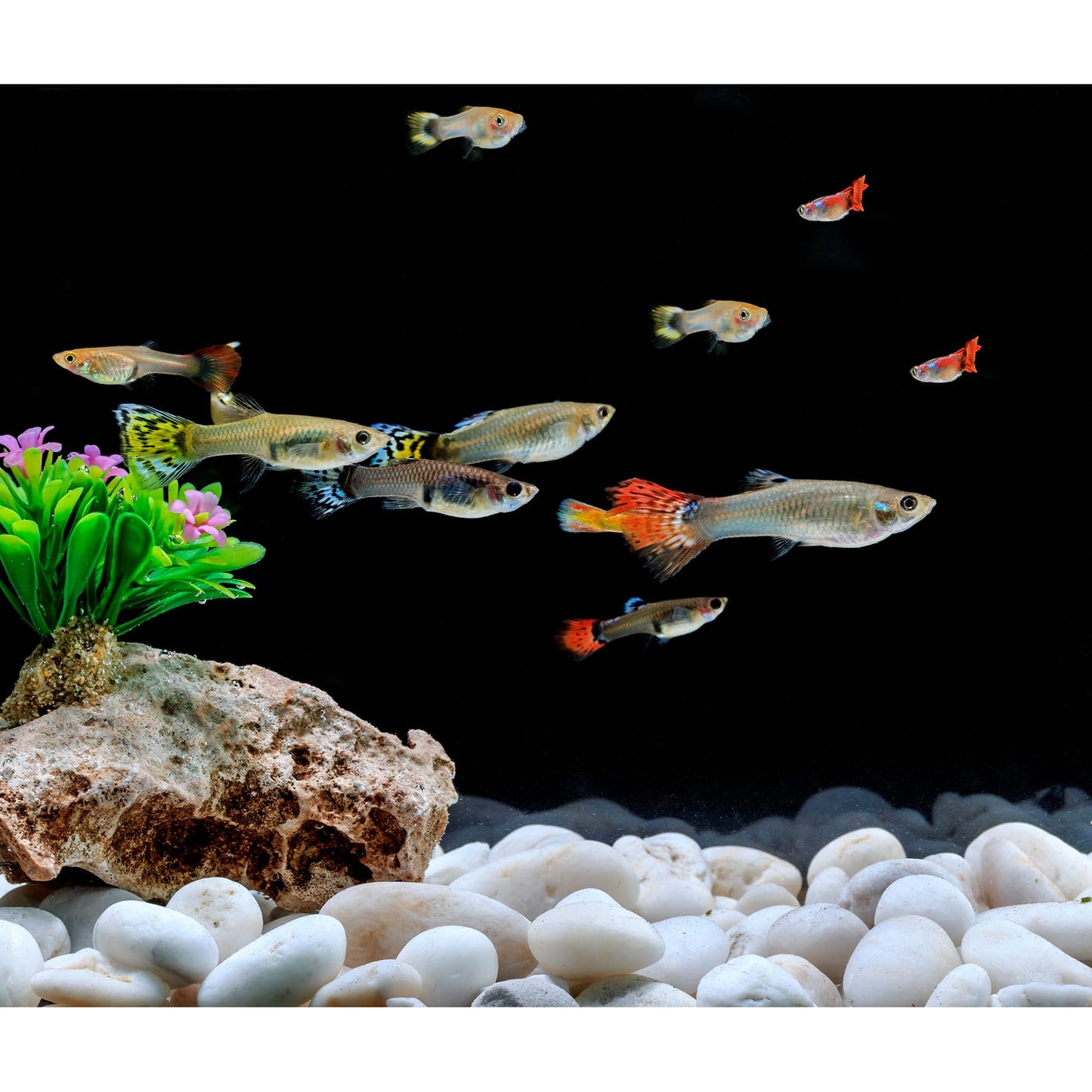Mr. Fireglass 10lb White River Rocks, 3/8 inch Natural Decorative Polished Pebbles Aquarium Gravel Stones for Landscaping, Indoor Plants, Vase, Succulent, Fish Tank
