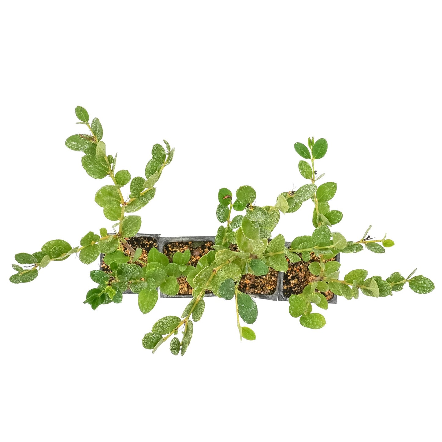 4 Green Carpet Natal Plum in 3.5" Nursery Cubes | Carissa ‘Green Carpet’ | Low-Growing Evergreen Groundcover for Landscapes, Slopes & Borders | Live Starter Plants