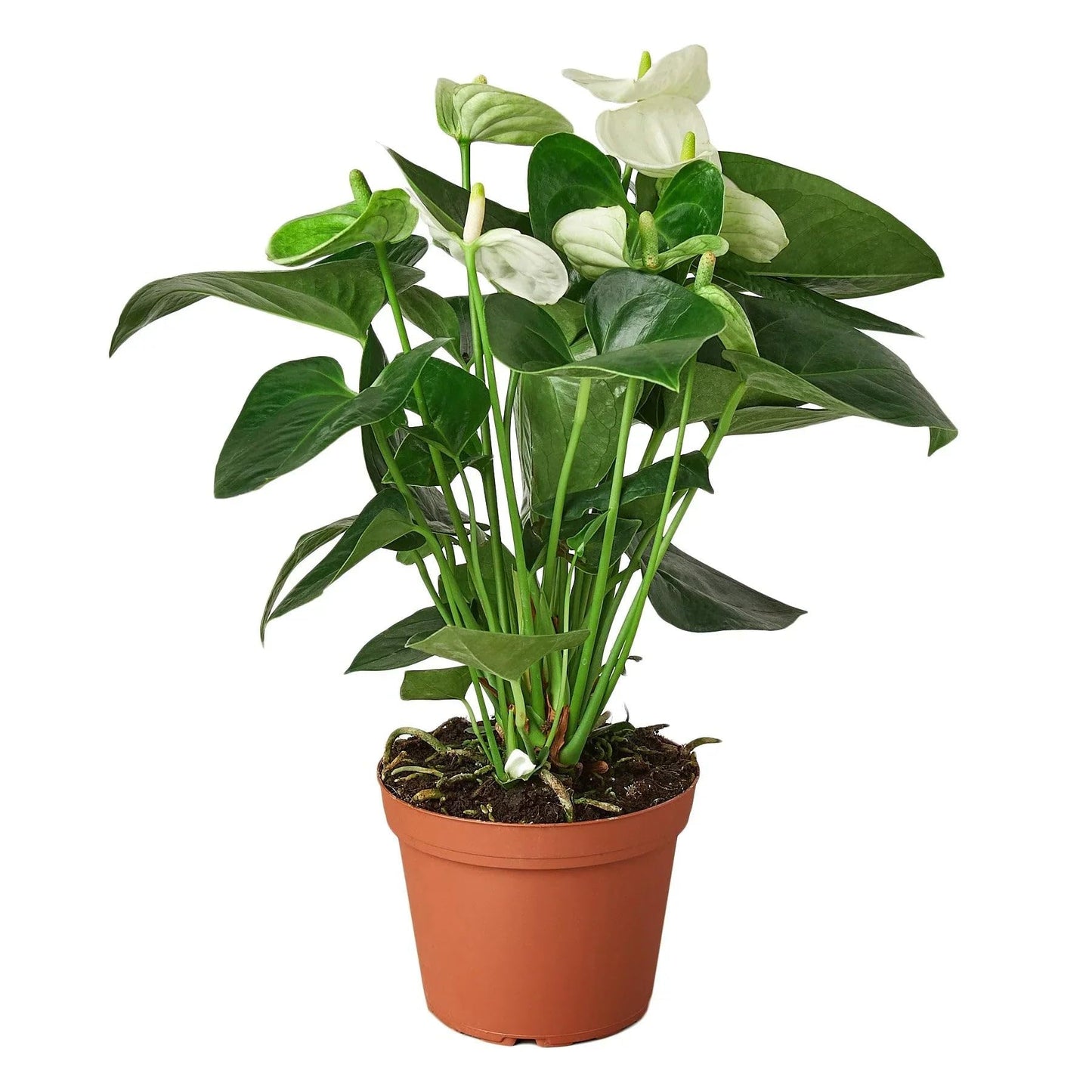 Anthurium White | Live Plant for Indoor & Outdoor | for Living Room, Office, Bathroom | (4" Pot)
