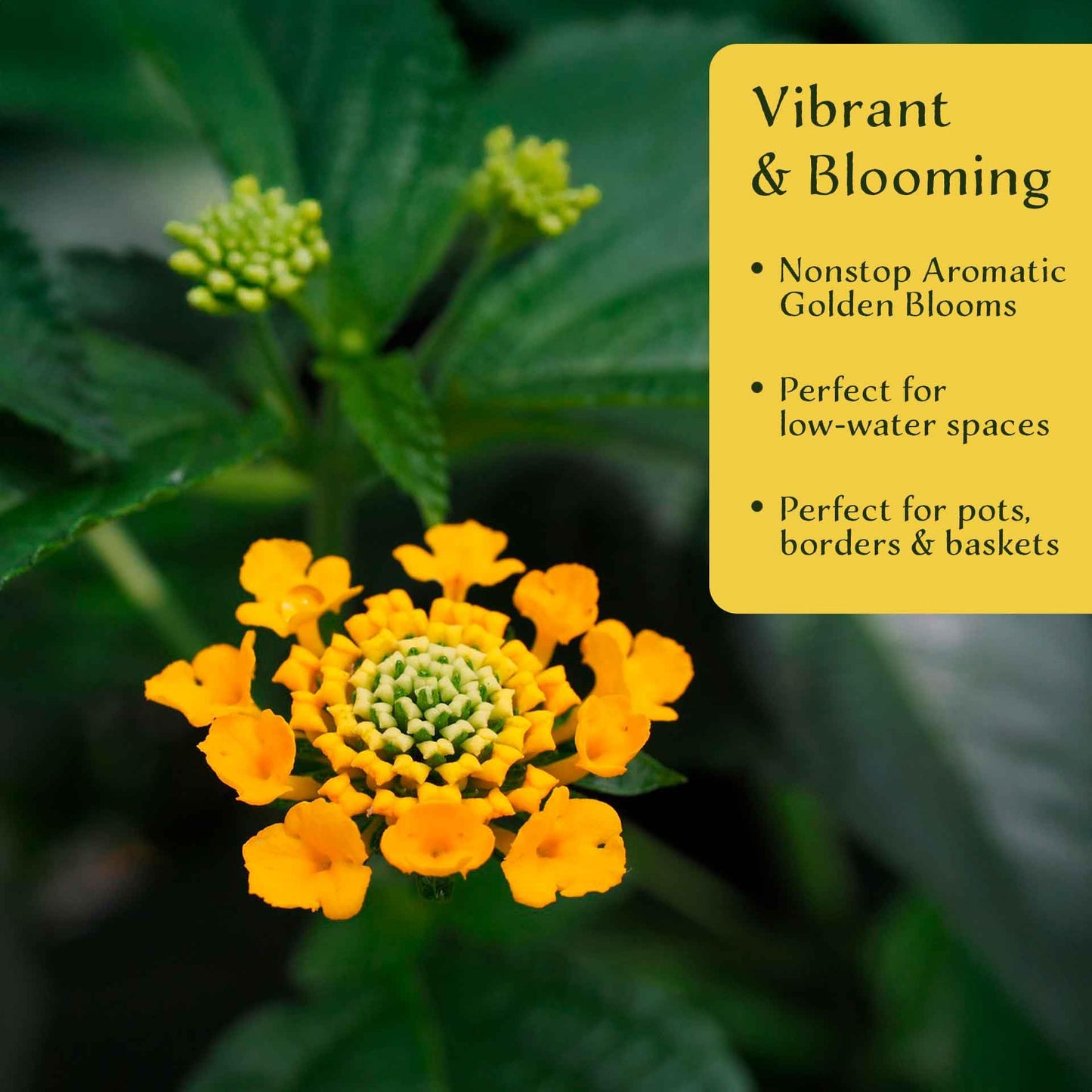 12 New Gold Lantana – Golden Yellow Flowering Shrub for Borders, Containers, & Pollinator Gardens (Lantana Camara ‘New Gold’) in 2.5″ Cubes, Live Plants