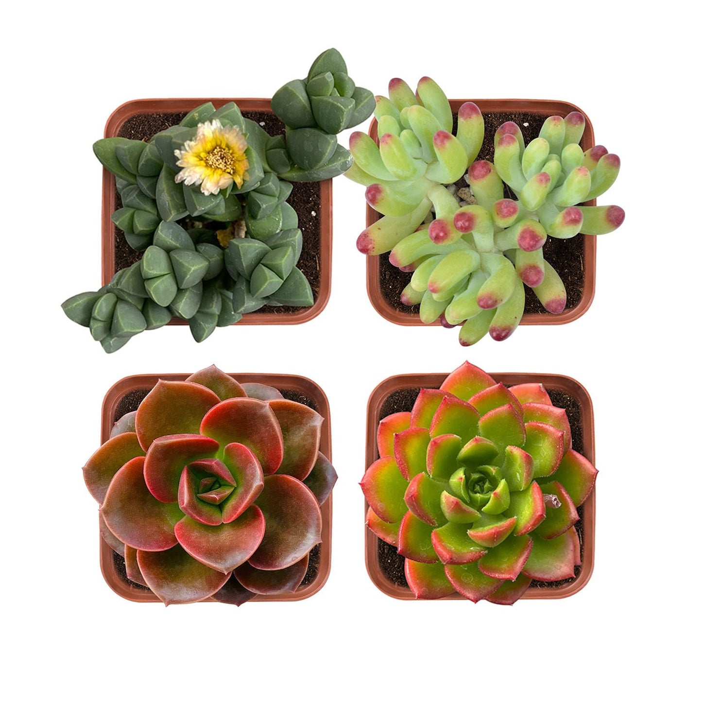Succulent Plants (4 Pack), Live Succulents Fully Rooted in 2" Grower Pots, Unique Potted House Plant for DIY, Home Decor, Wedding Party Favor (Common Varieties)