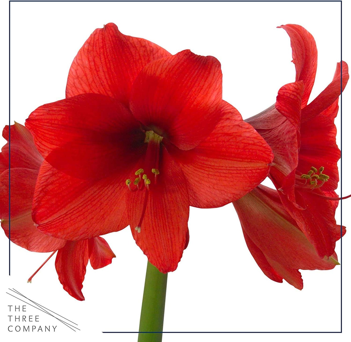 Waxed Amaryllis Bulb – Silver Wax with Red Blooms – Live Holiday Gift Plant, Easy Care, No Watering Needed