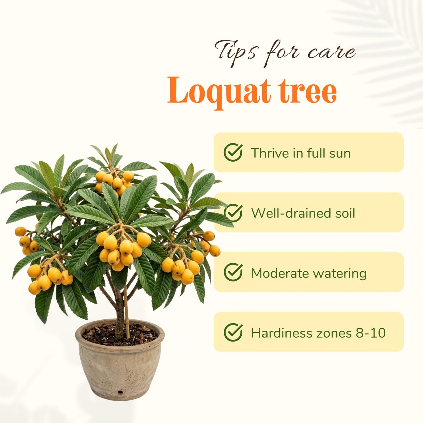 Loquat Plant Live 3 Gallon Pot, Seedling Tropical Outdoor Fruit Tree, Golden Loquat for Growing, 2 to 3 Ft Tall, No Ship to CA