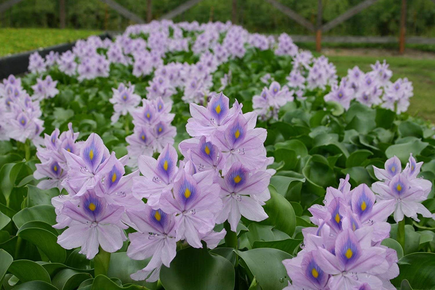 Floating Flowering Plant – Live Aquatic Plants for Ponds & Aquariums (5 Common Water Hyacinth (Eichhornia crassipes), 5, Count)
