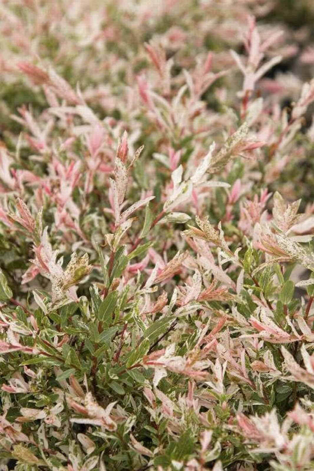 Live Plant - Dappled Willow Tree/Shrub/Bush - 6-12" Tall Seedling - Live Plant - 2.5" Pot
