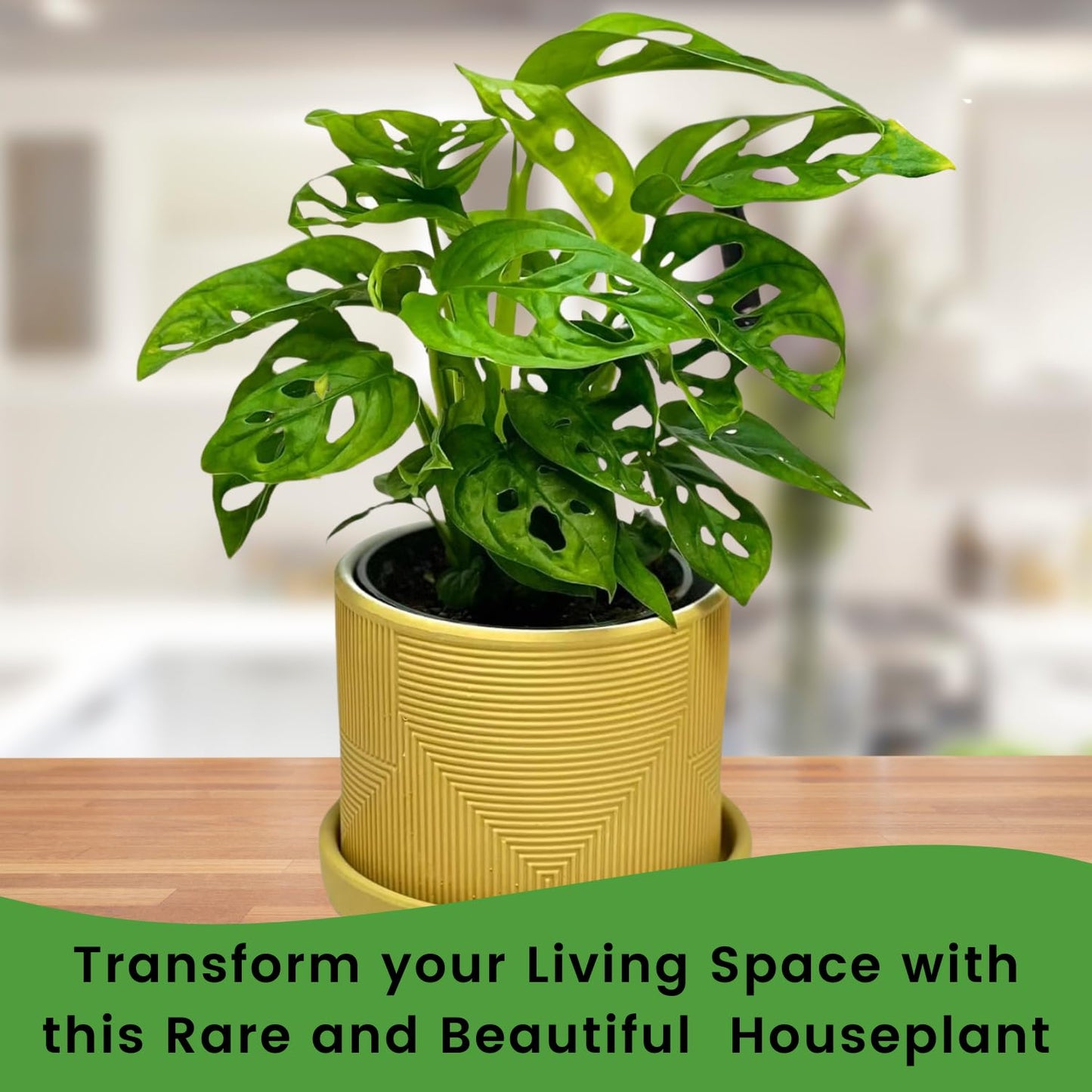 Monstera Adansonii Swiss Cheese Plant Live in 4Inch Pot - Split Leaf Fenestrated Live Indoor Houseplants for Home Office Wedding Decorations & Birthday Gift (Heat Pack Included)