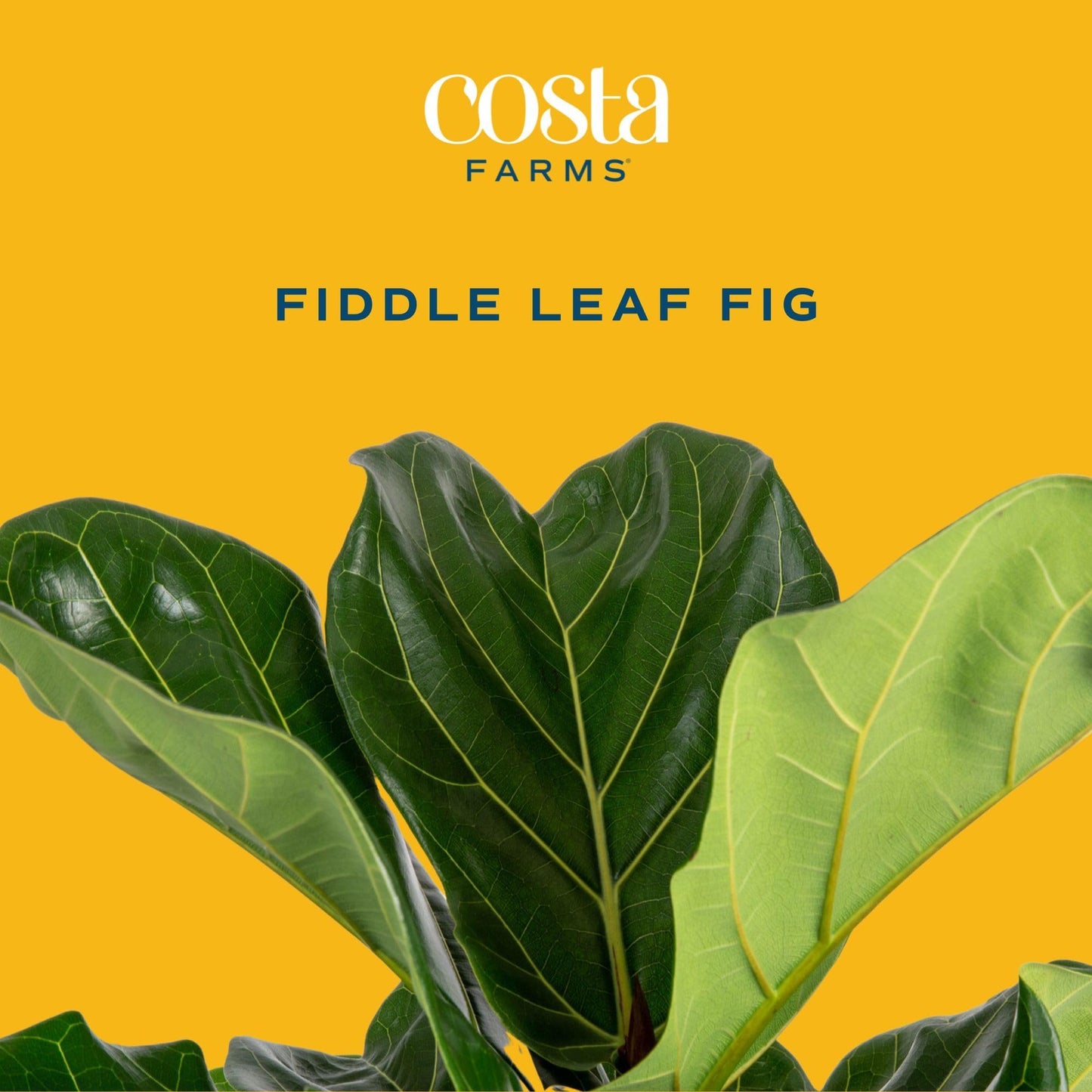 Costa Farms Fiddle Leaf Fig, Live Indoor Ficus Lyrata House Plant Potted in Modern Decor Planter, Floor Plant in Potting Soil Mix, Housewarming Gift, Room, Home, Office Decor, 2-3 Feet Tall