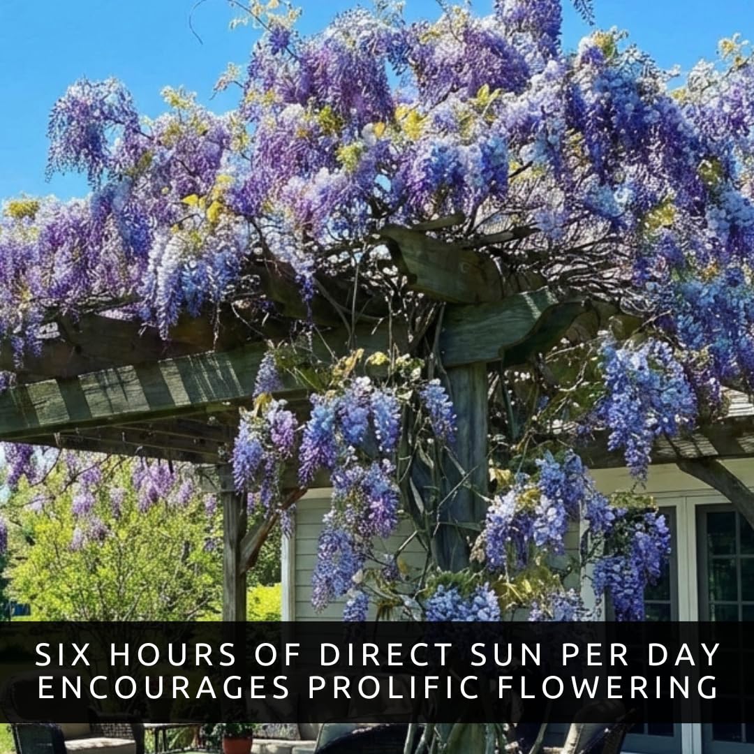 Wisteria Live Plants 1–2 Ft Tall – Flowering Wisteria Vine (Wisteria Floribunda) – Fast Growing Climbing Plant for Garden, Trellis, Pergola & Bonsai Training (2 Plants)