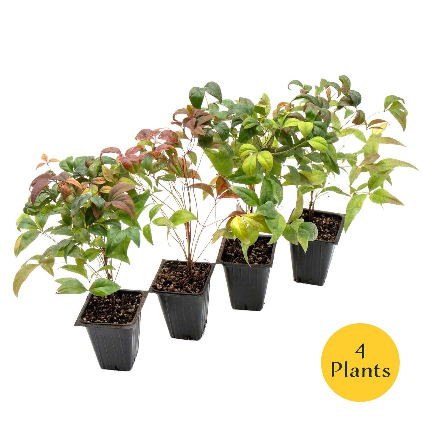 4 Fire Power Heavenly Bamboo in 2.5” Nursery Cubes (Nandina domestica 'Fire Power') | Dwarf Evergreen Shrub with Bright Red Foliage and Compact Growth | Live Starter Plants