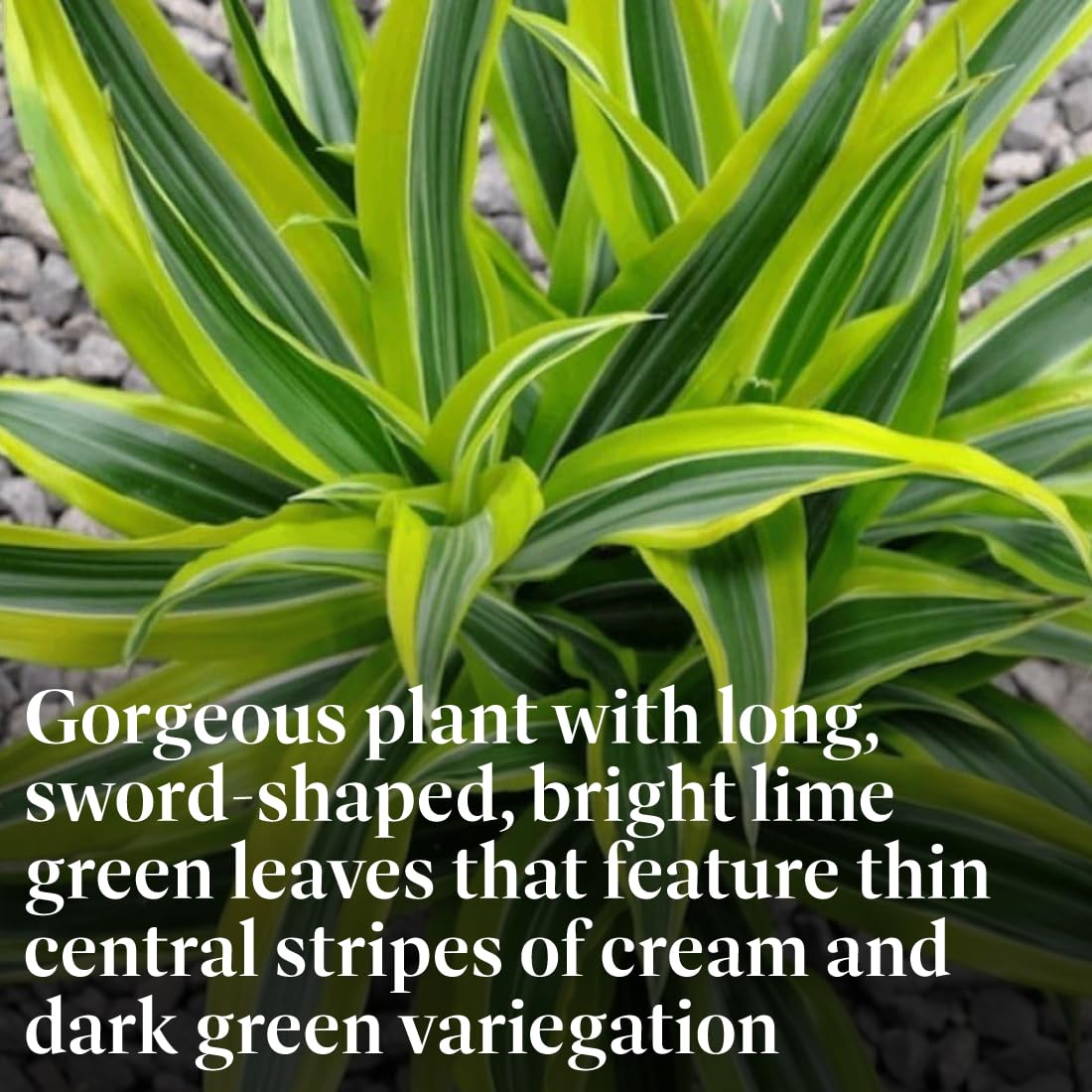 American Plant Exchange Dracaena Lemon Lime – 3-Gallon with Pot – Live Indoor/Outdoor Air Purifying Plant, Vibrant Green Foliage for Home, Office, or Patio Decor
