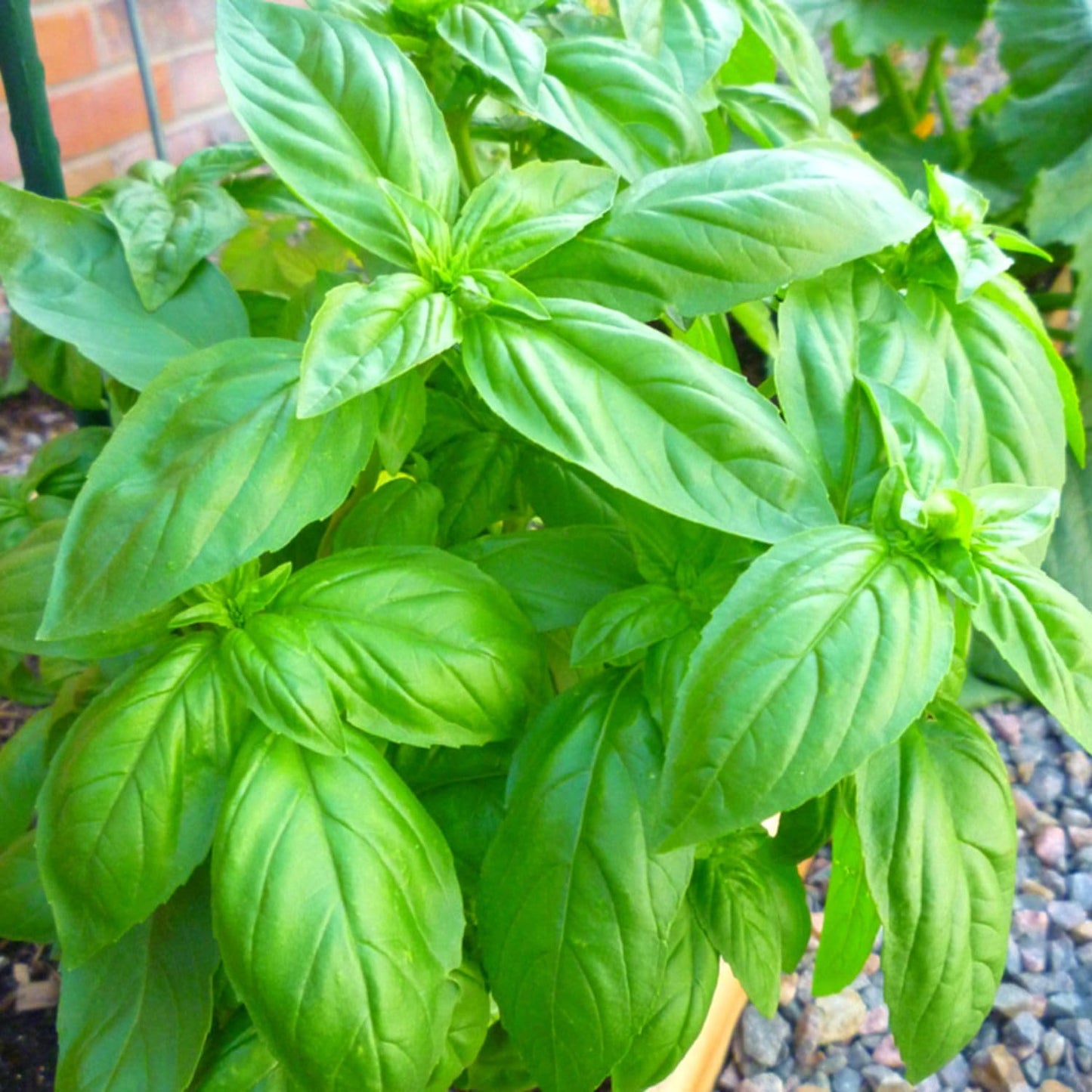 4 Basil Plants, Sweet Basil Plants Live for Indoors, Herb Plant Live, 4 to 6 Inches